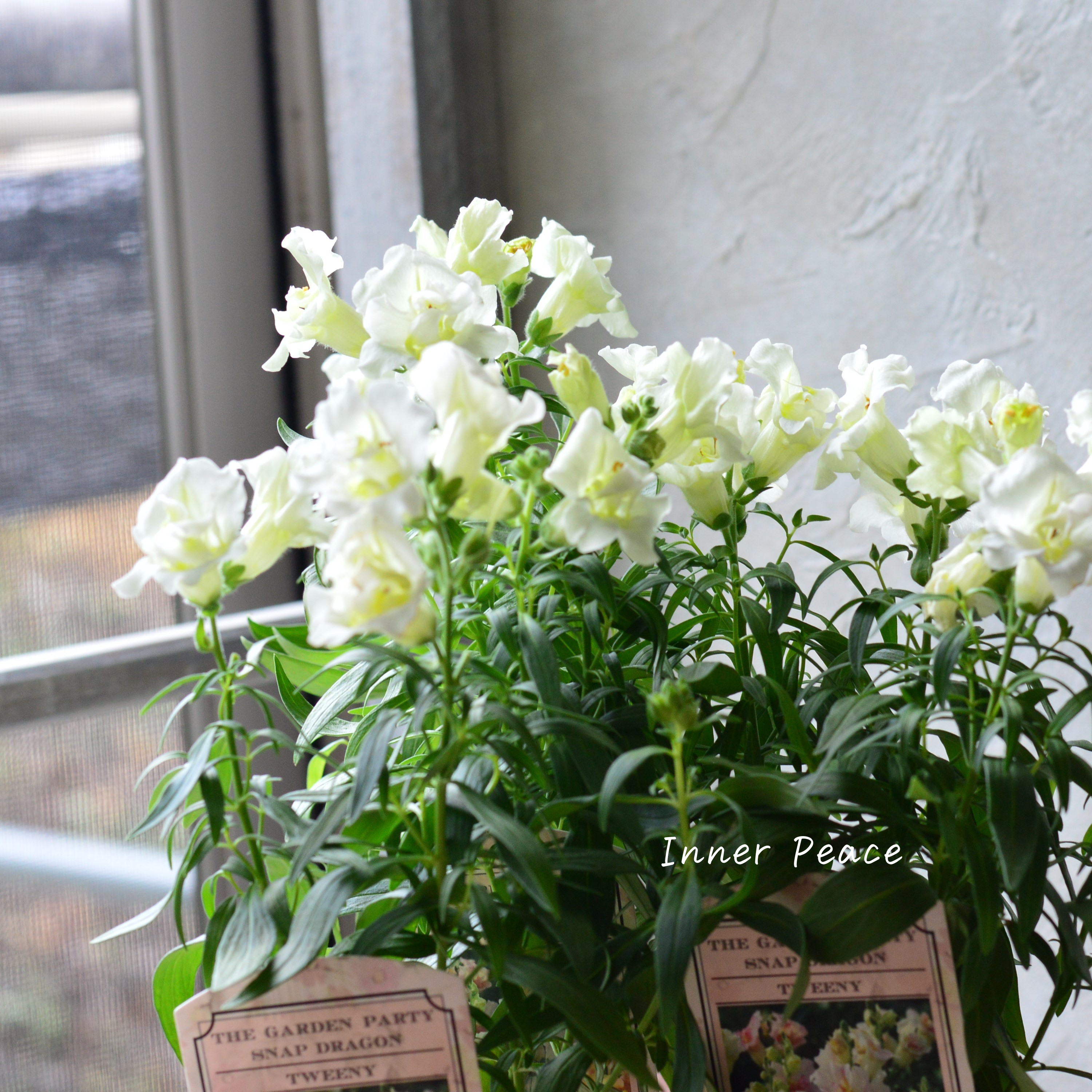 【かわいい】 キンギョソウ・トゥイニー 『ホワイト』 3寸ロングPOT