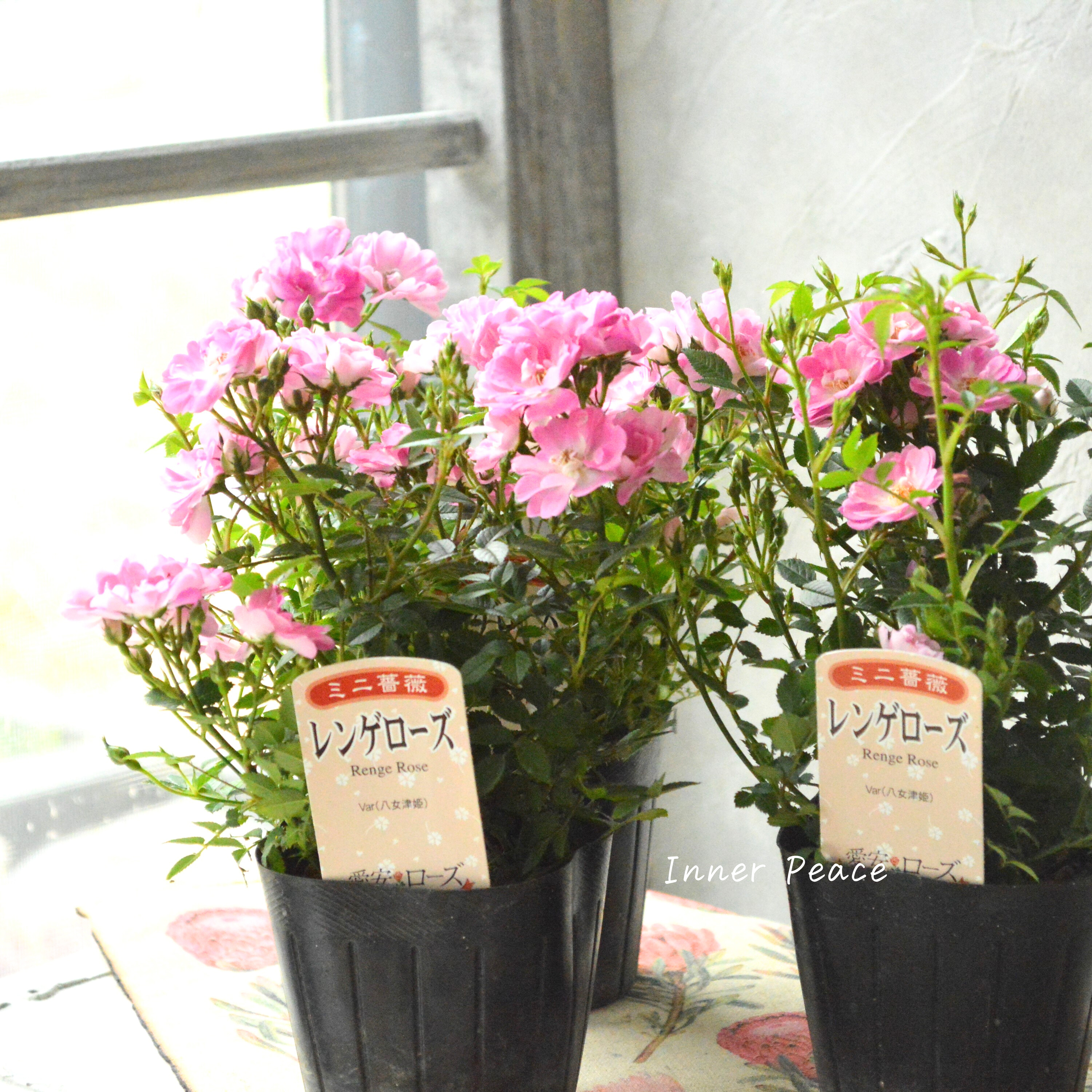 【四季咲き】 ミニ薔薇 『レンゲローズ』 3寸POT