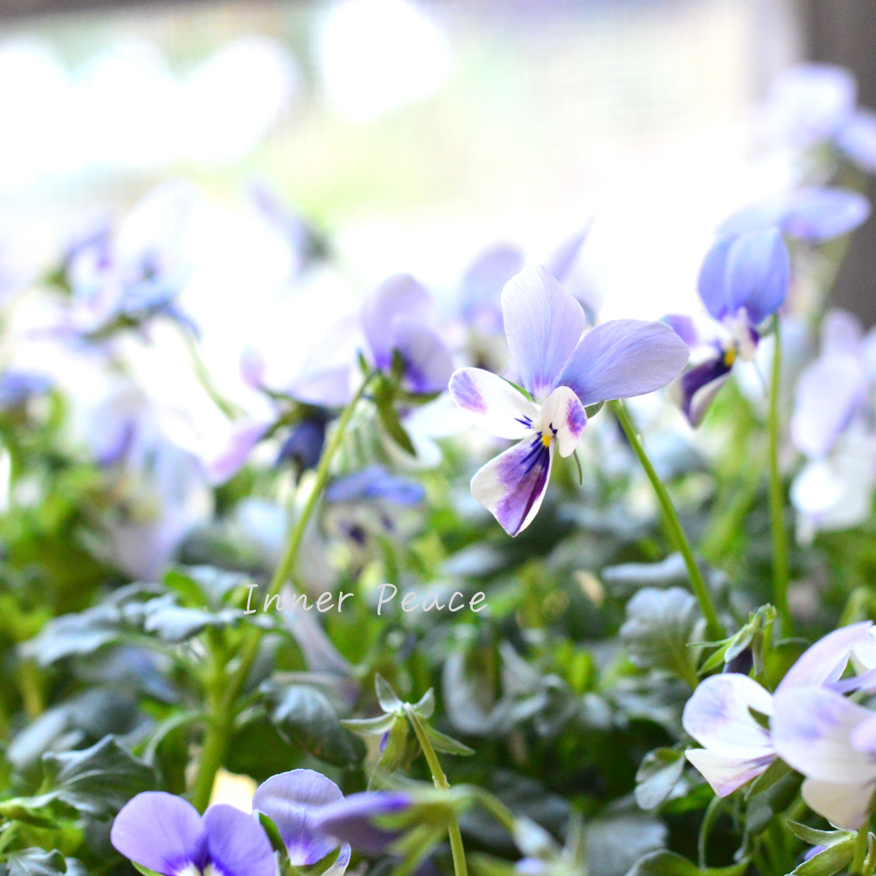 【美しい】 ビオラ ロカハーツ 『ブルーウイングス』 3.5寸POT