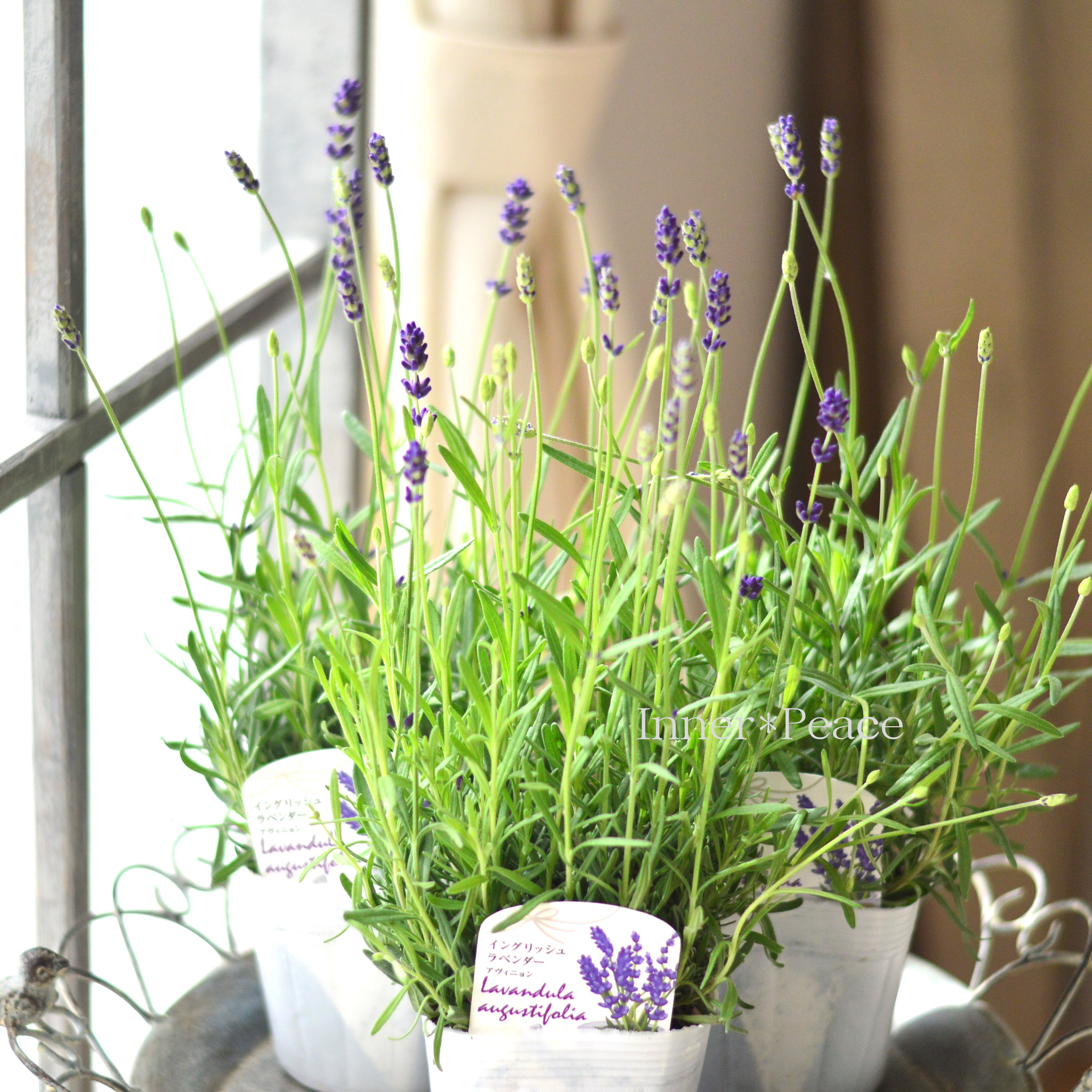 【良い香り】 イングリッシュラベンダー 『アヴィニョン・アーリーブルー』 3.5寸POT