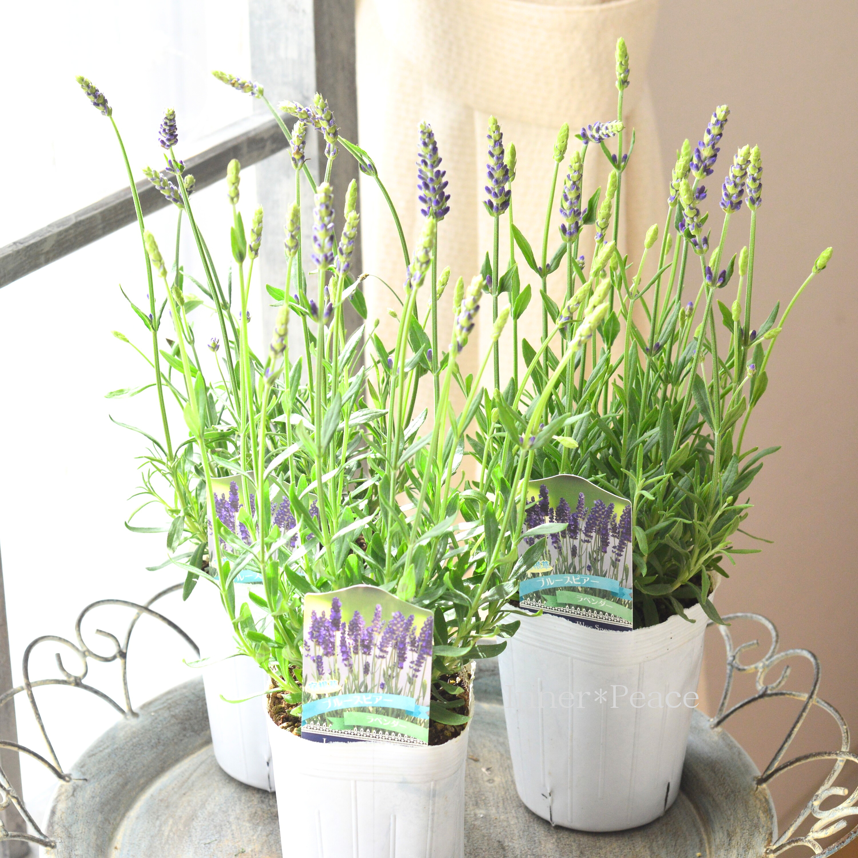 【良い香り】 イングリッシュラベンダー 『ブルースピアー』 3.5寸POT