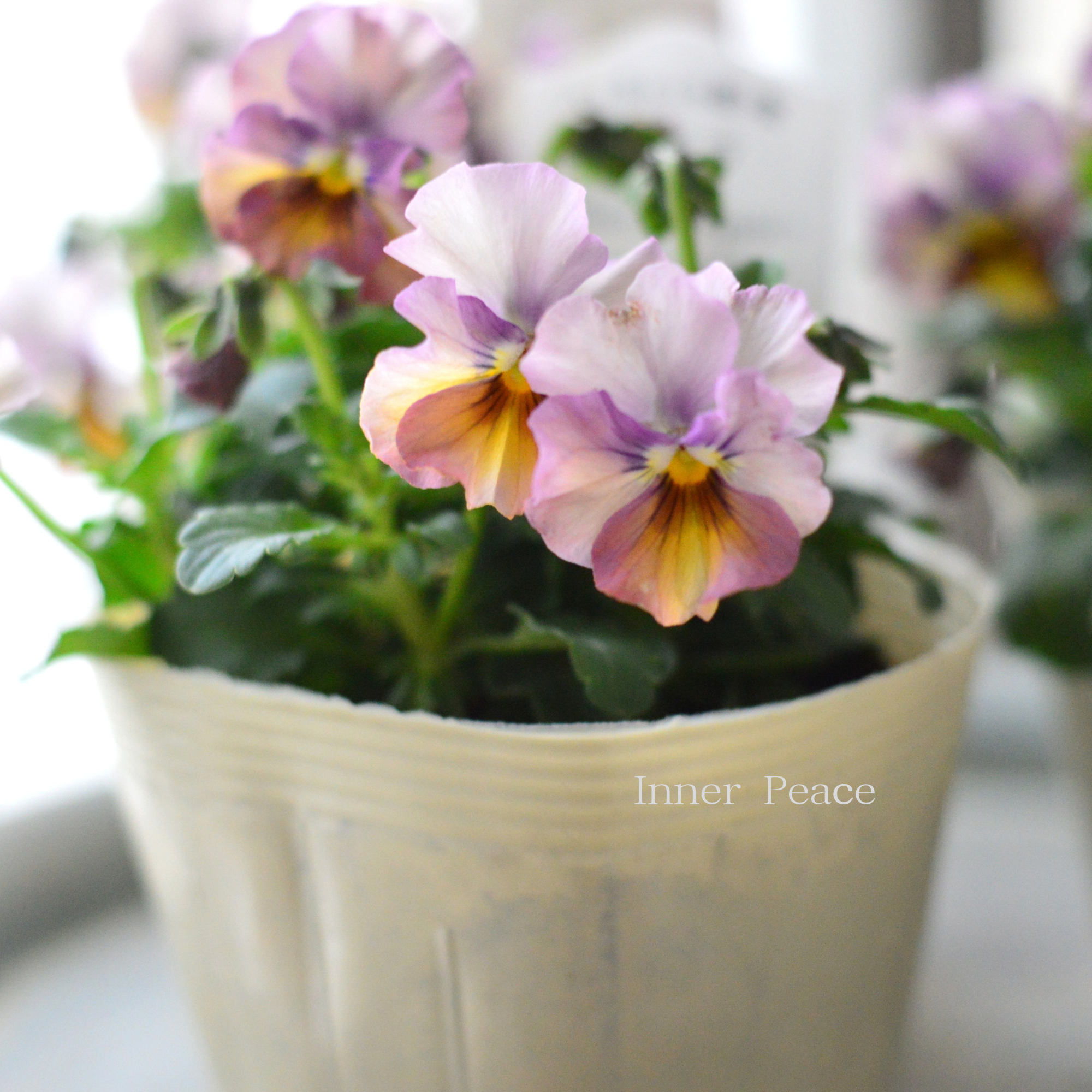 【VEGIHANA FARMさん】 ビオラ 『一期一会・Nouka no Yorokobi』 3.5寸POT