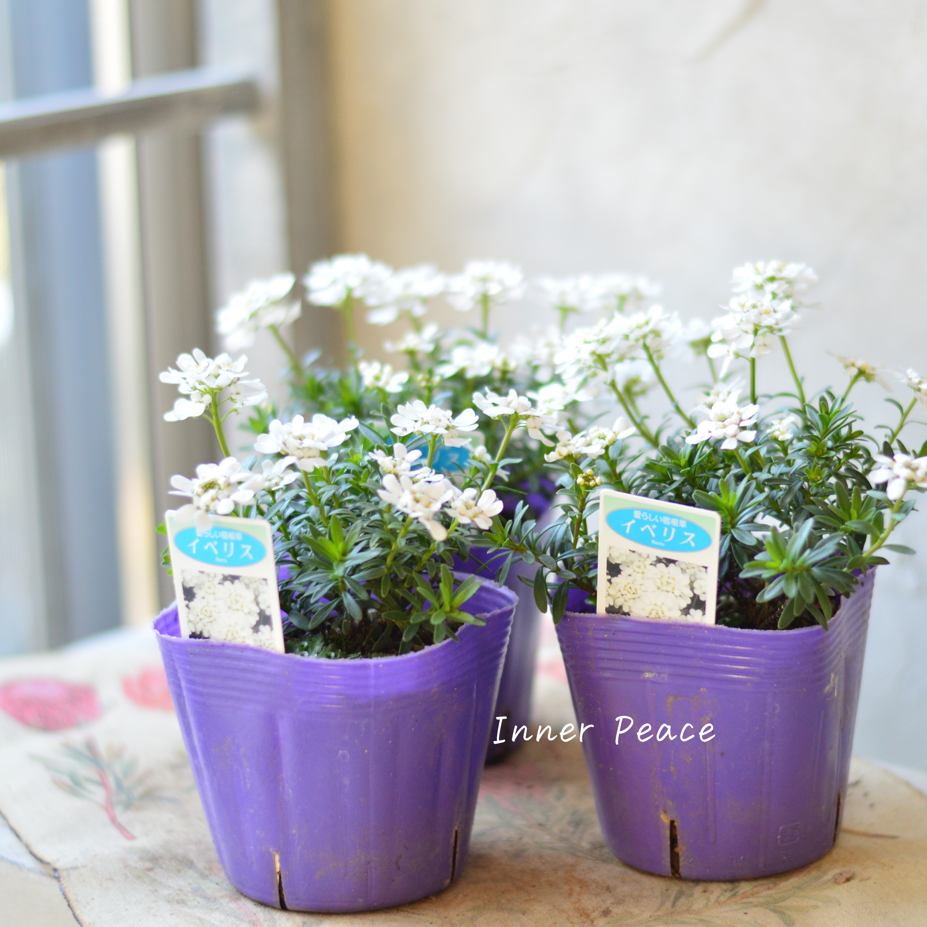 【寒さに強い】 宿根イベリス 3.5寸POT