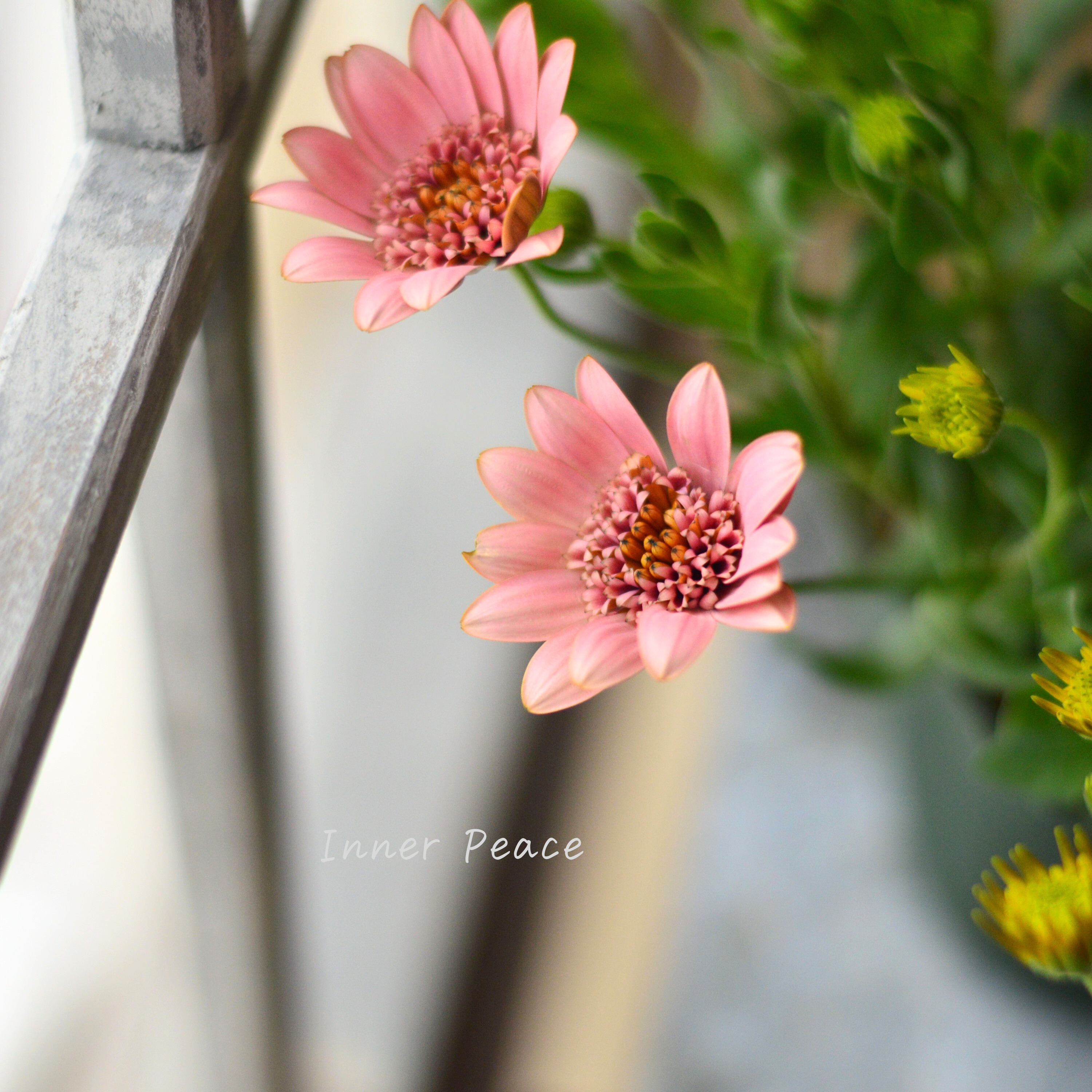 【ゲブラさん】 オステオスペルマム 『桜子』 3.5寸POT