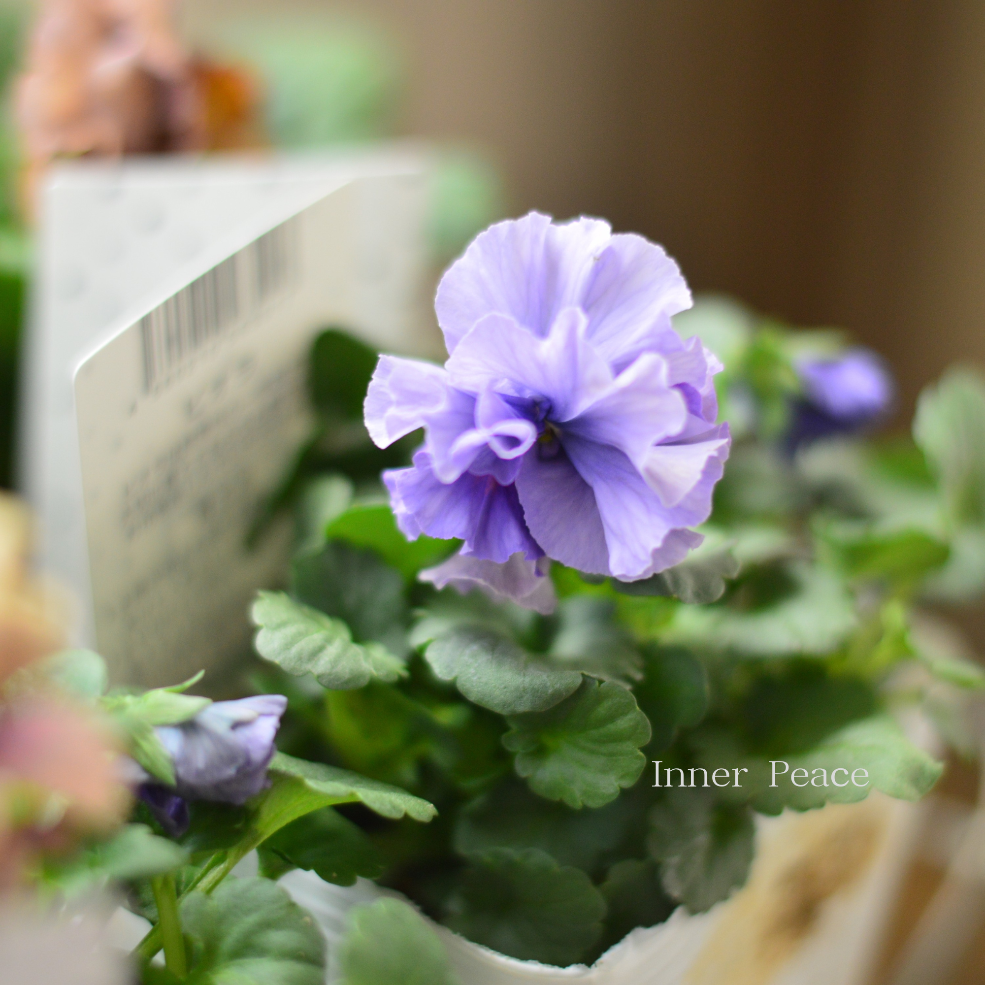 【八重咲き】 北島園芸さんのビオラ 『ふんわりフリル』 3.5寸POT