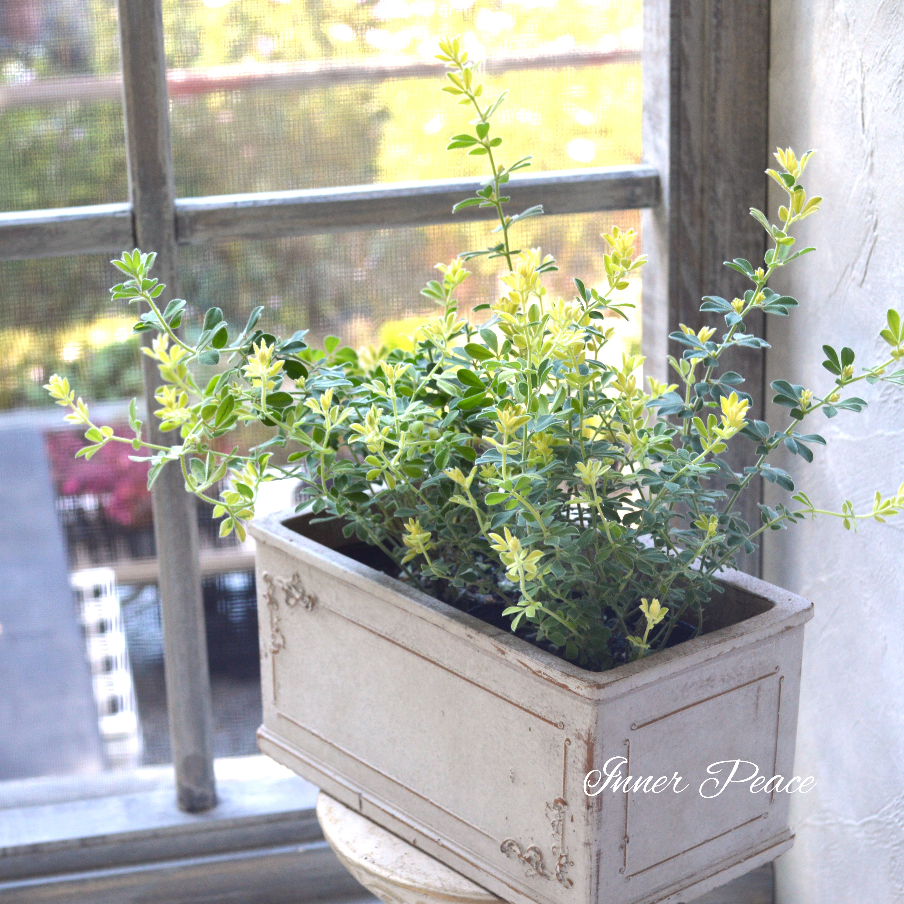 【暑さ寒さに強い】 ロータスブリムストーン 2.5寸~3寸POT