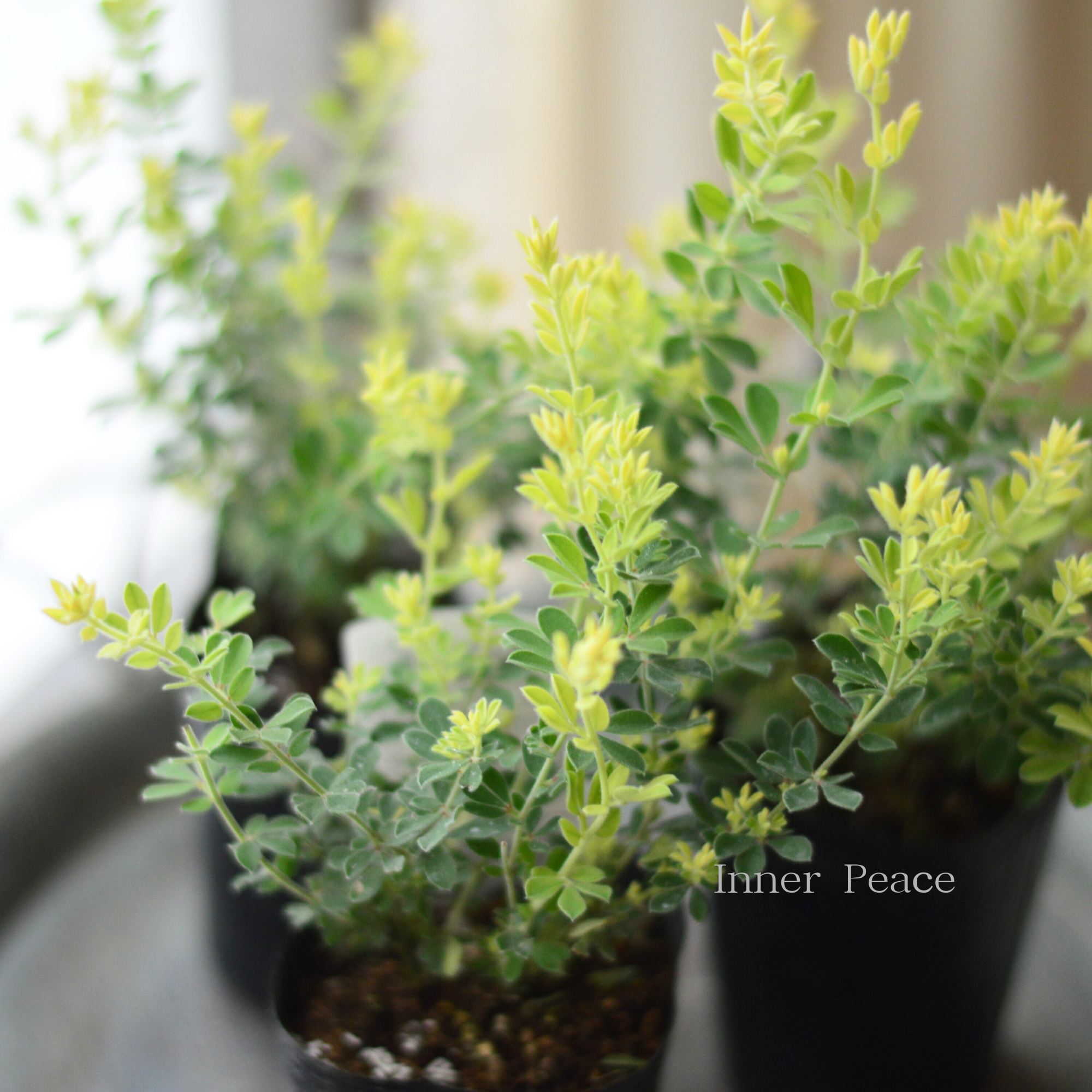 【暑さ寒さに強い】 ロータスブリムストーン 2.5寸~3寸POT