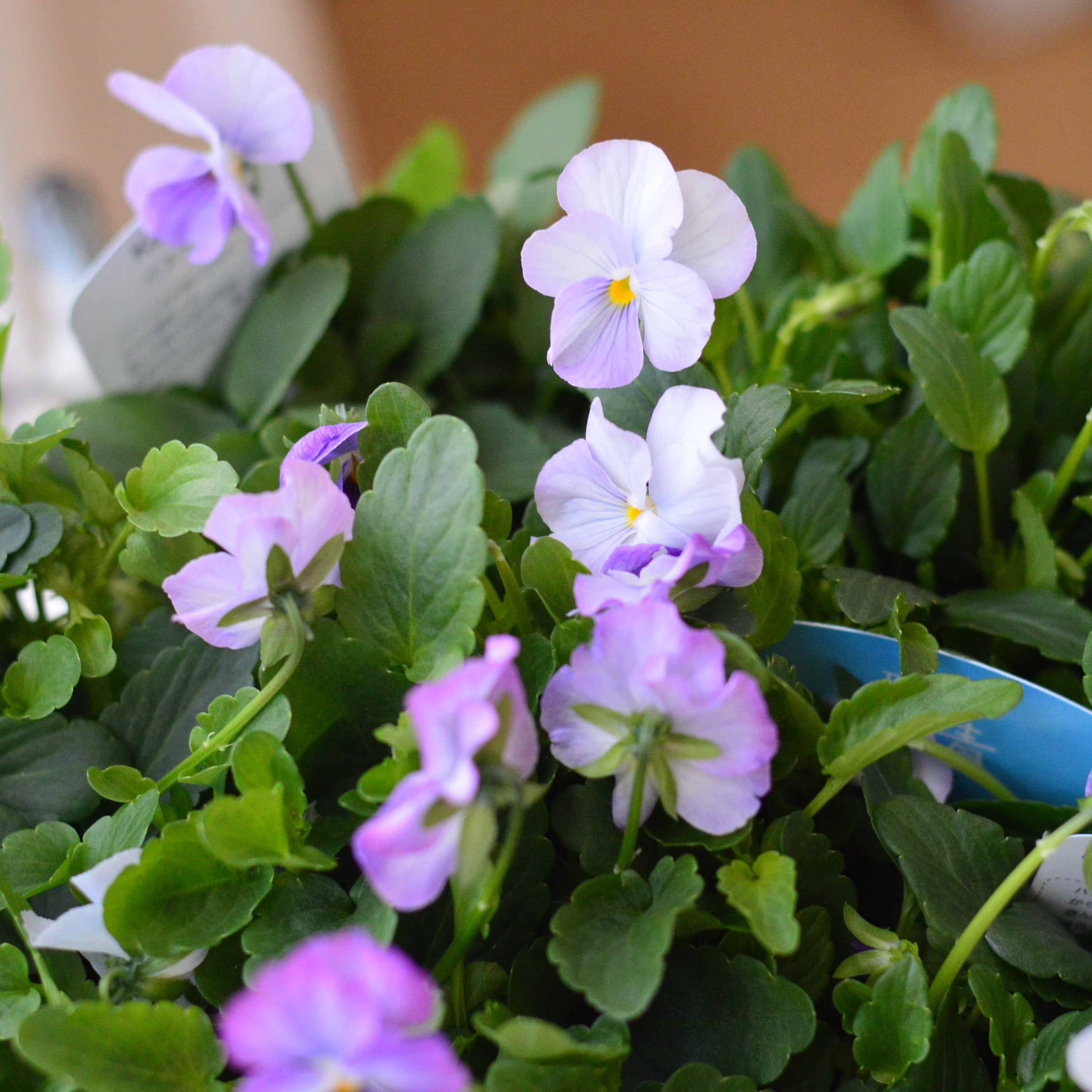 【人気】 ビオラ 『パステルフリル・淡青』 C 3寸POT