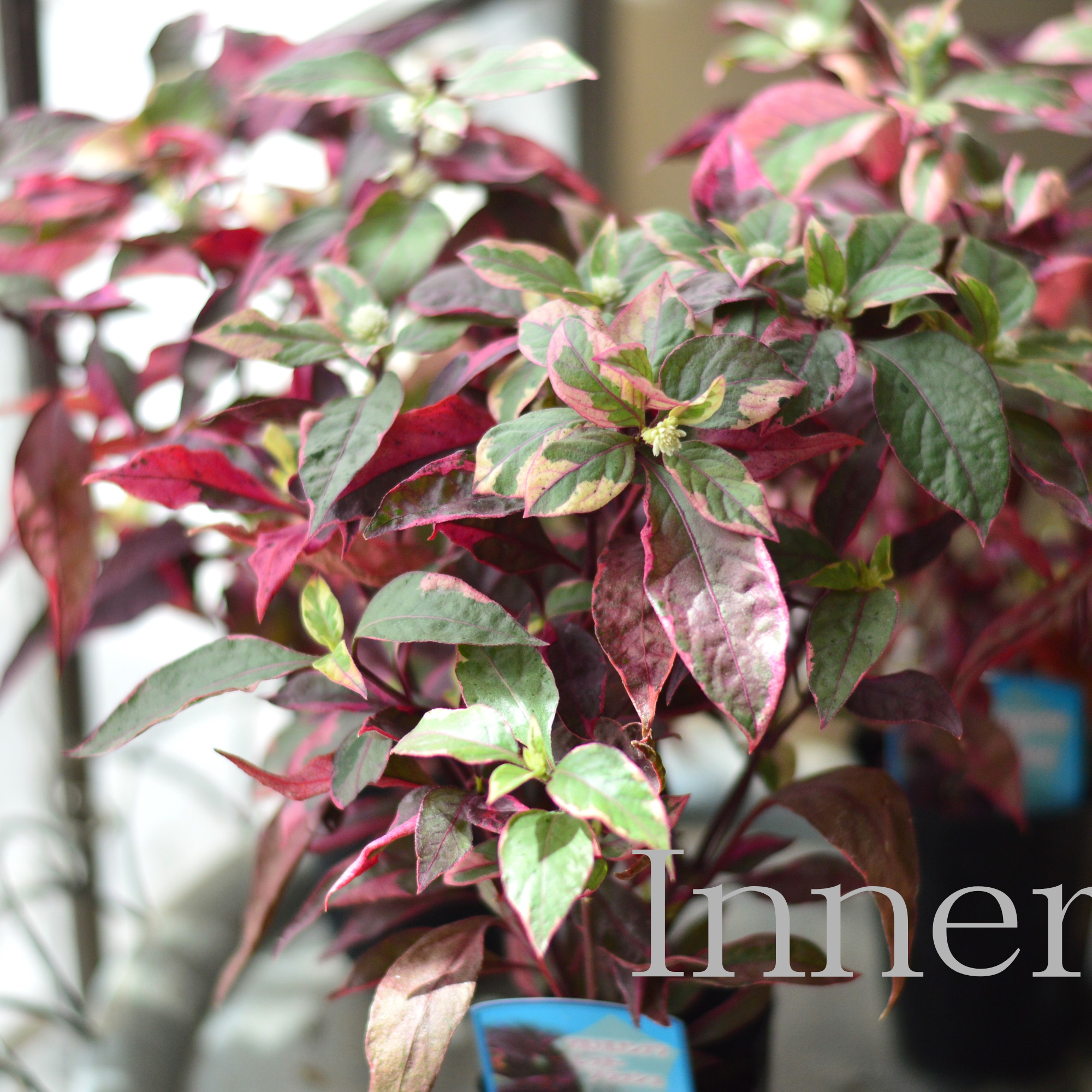 【寄せ植えに】 アルテルナンテラ・レッドフラッシュ(アカバセンニチコウ) 2.5寸ロングPOT