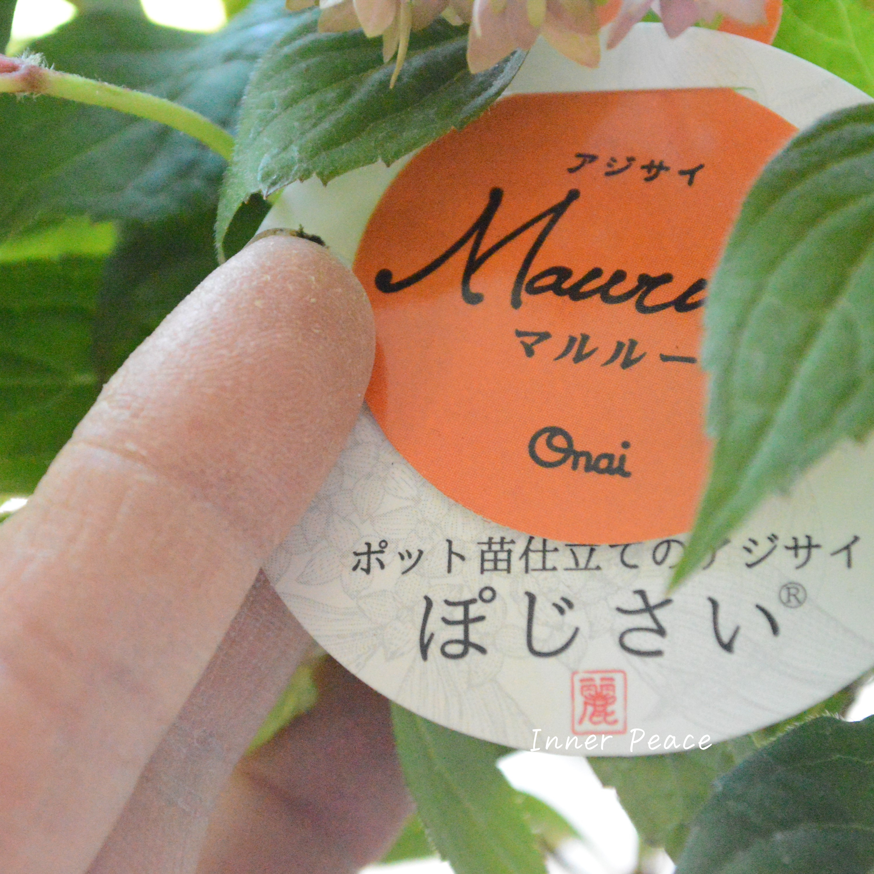 【吉岡麗子さん】 紫陽花 (ぽじさい)『マルルー・ピンク系』 3号POT