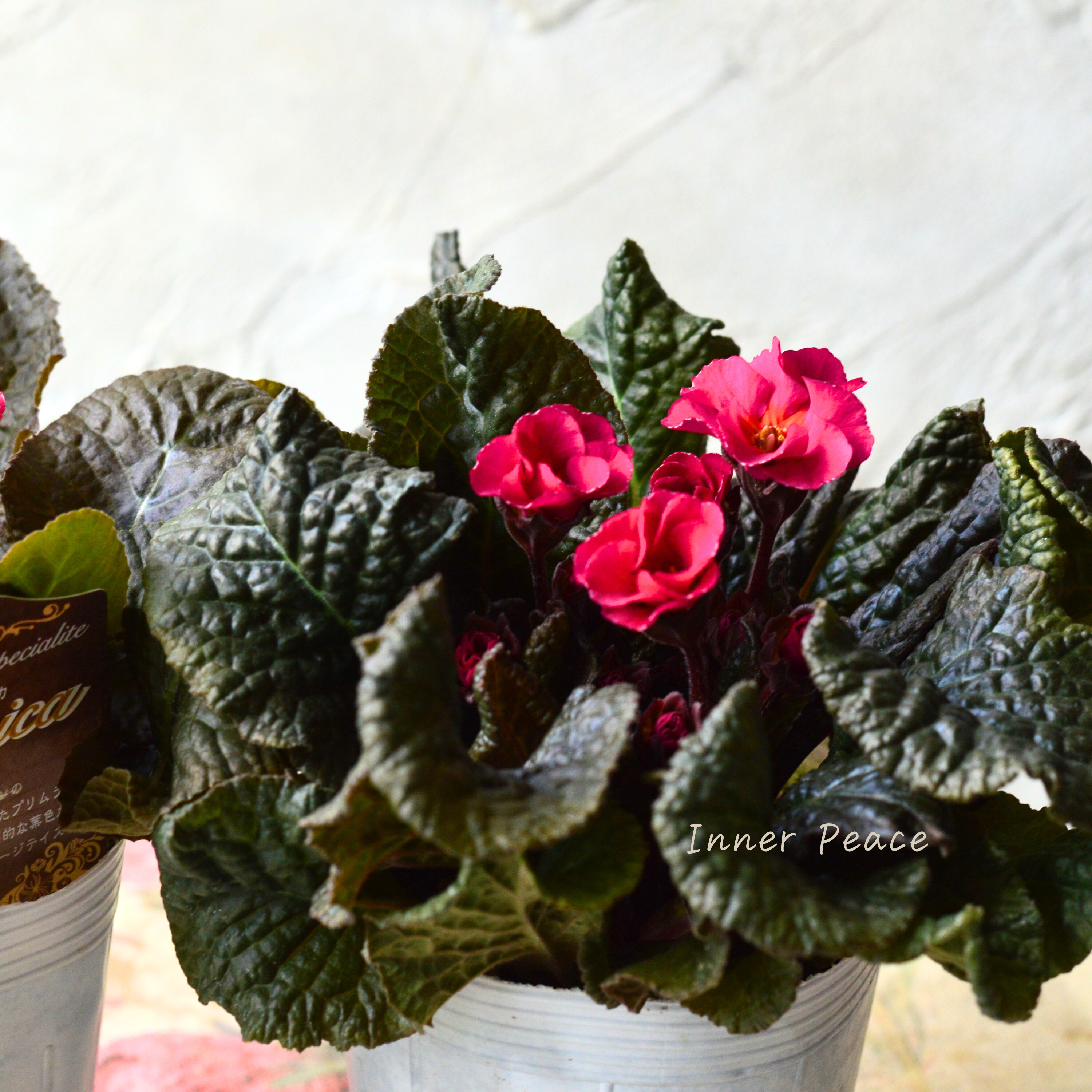 【松原園芸さん】 銅葉プリムラ 『ジェシカ・濃いピンク系』 3寸POT