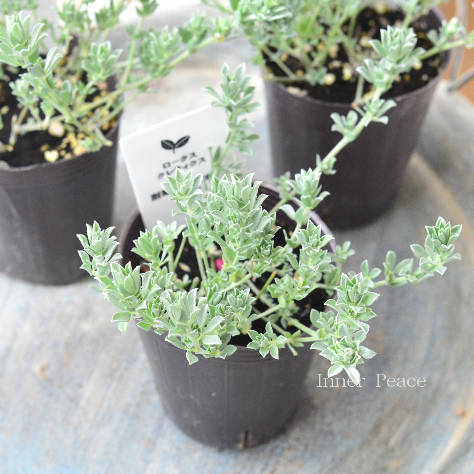 【寄せ植えに】 ロータス 『クレティクス』 2.5~3寸POT