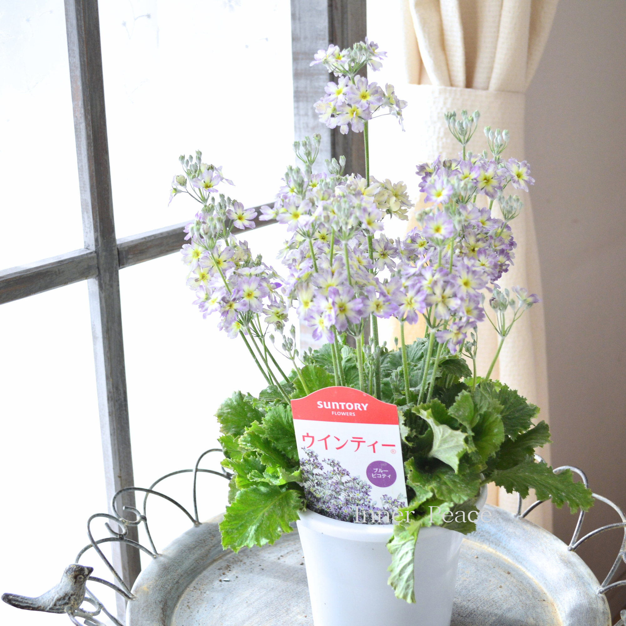 【新色】 ウインティー 『ブルーピコティ』 3.5寸POT