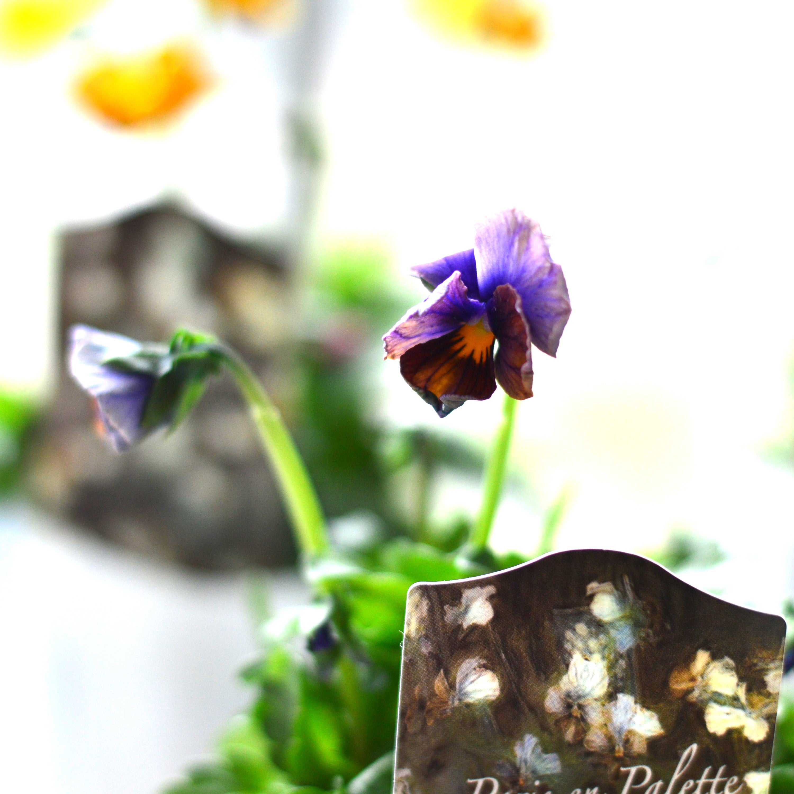 【希少】 ナラティブフラワーズさん 『パリアンパレット』 3寸ロングPOT