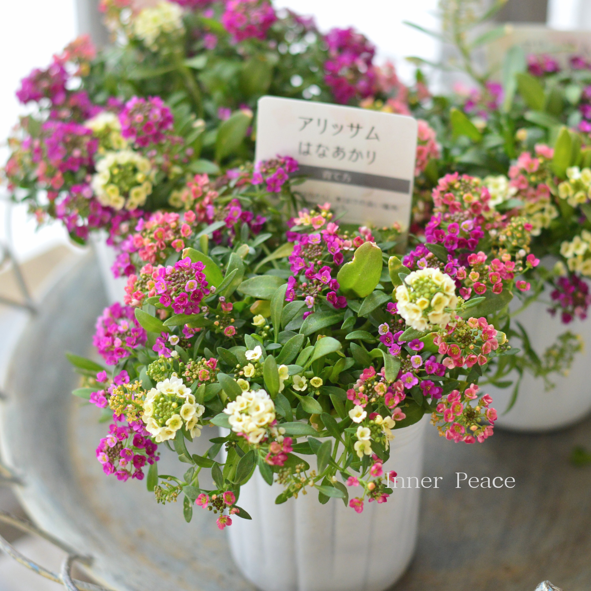 【ミックス植え】 スイートアリッサム 『はなあかり ①』 3寸POT