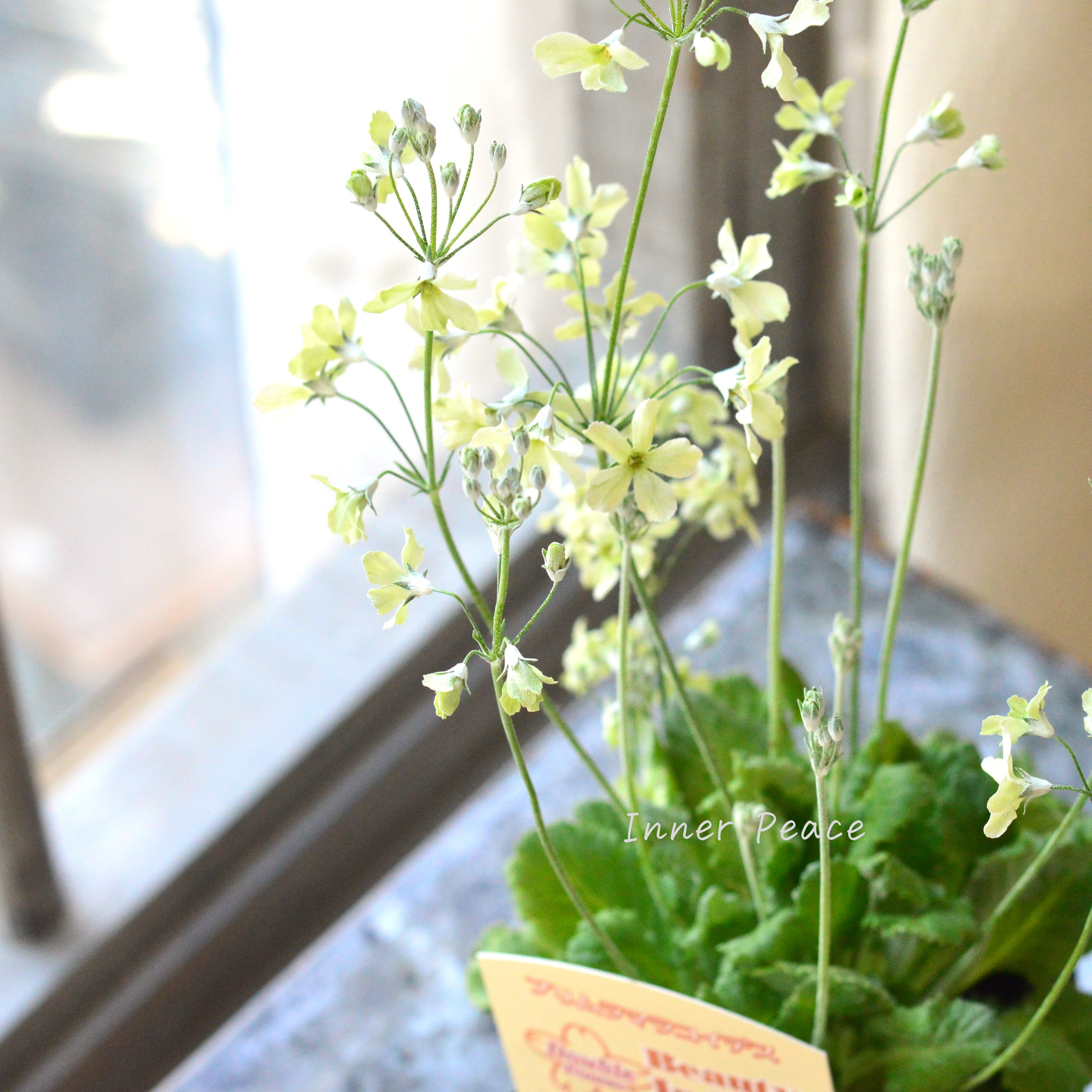 【可憐】 プリムラ マラコイデス 『イーライムダブル』 3.5寸POT