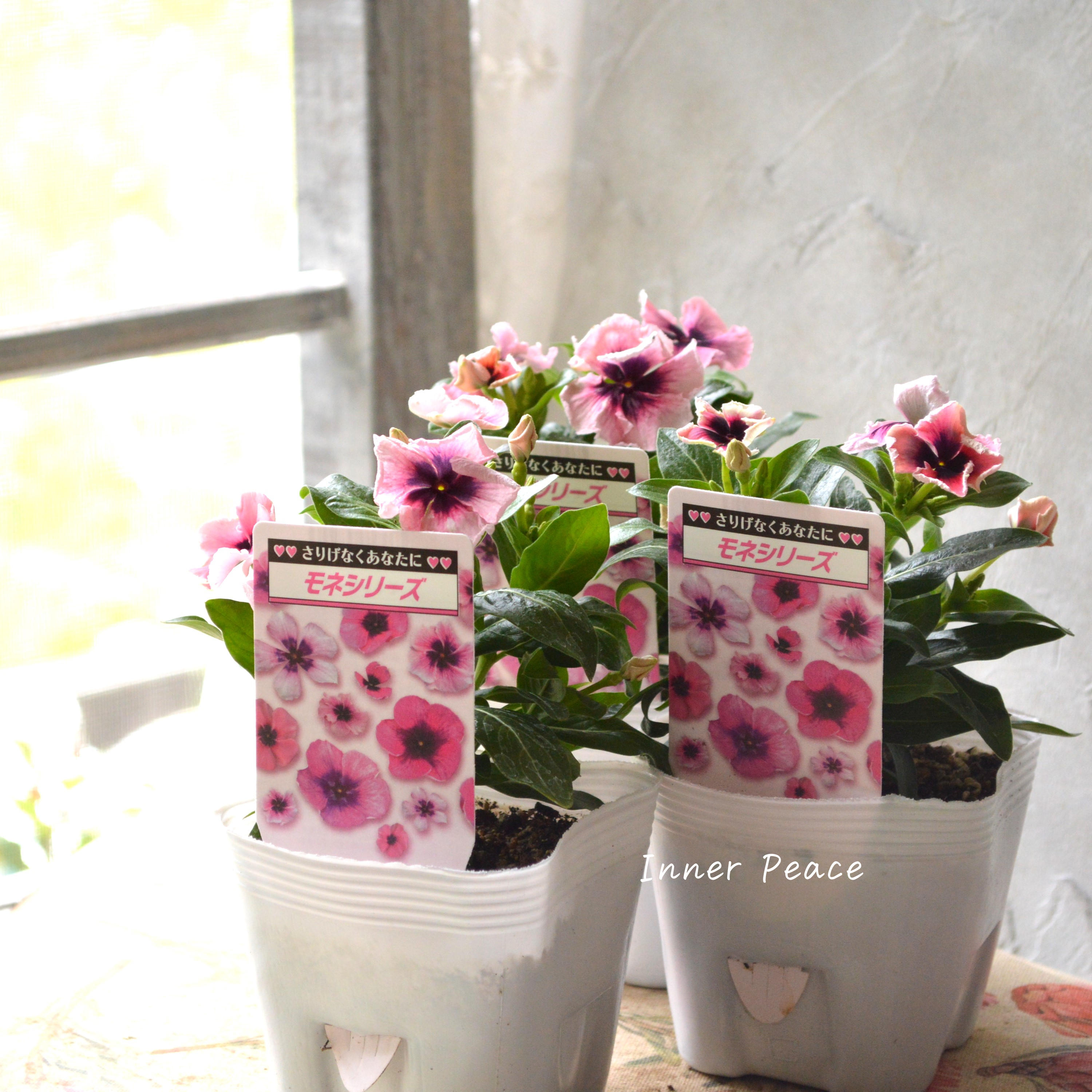 【北島園芸さん】 ニチニチソウ 『モネフリル』 3.5寸POT