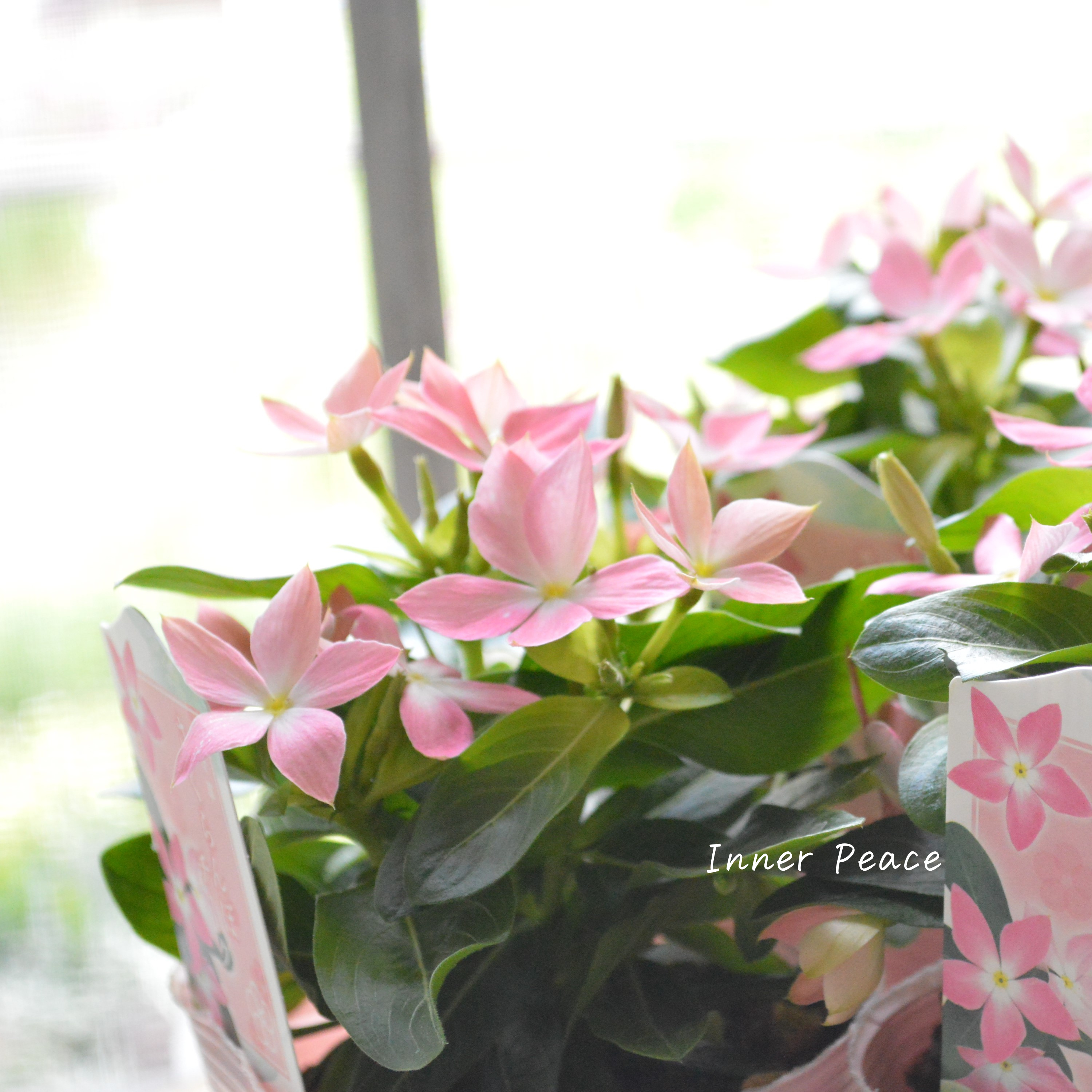 【サトウ園芸さん】 ニチニチソウ 『さくらんぼチーク』 3.5寸POT