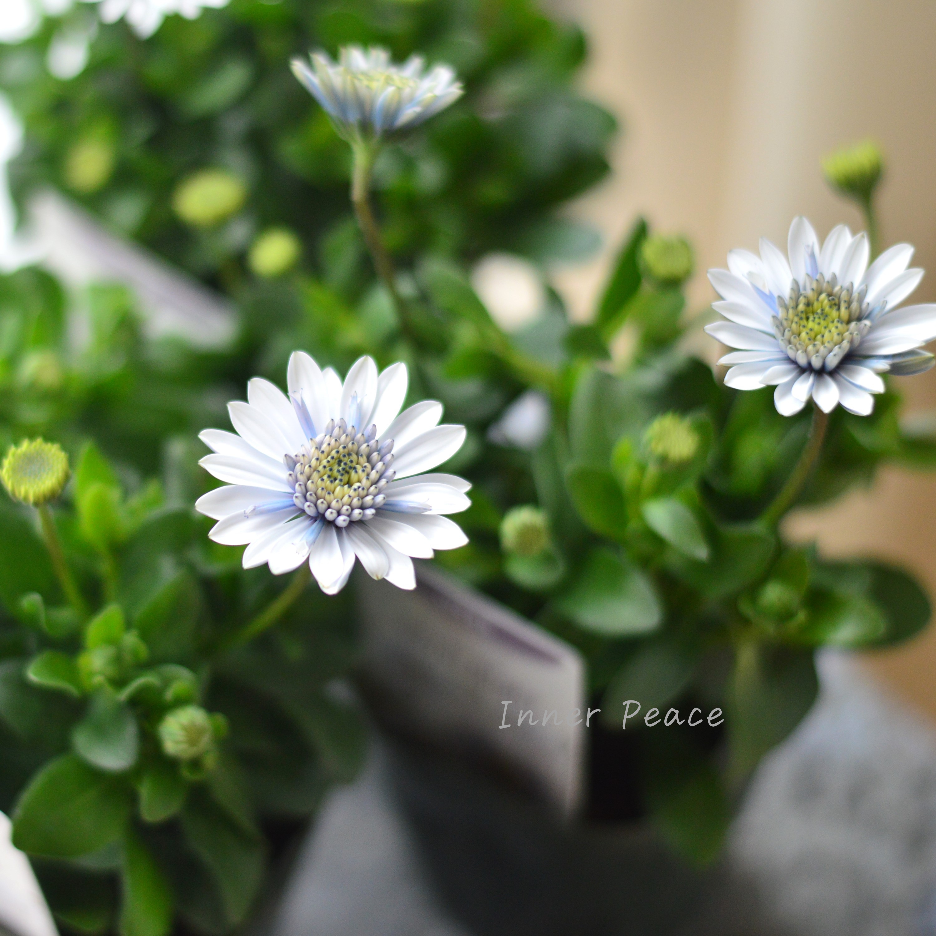 【ゲブラさん】 オステオスペルマム 『シルバーナイト』 3.5寸POT