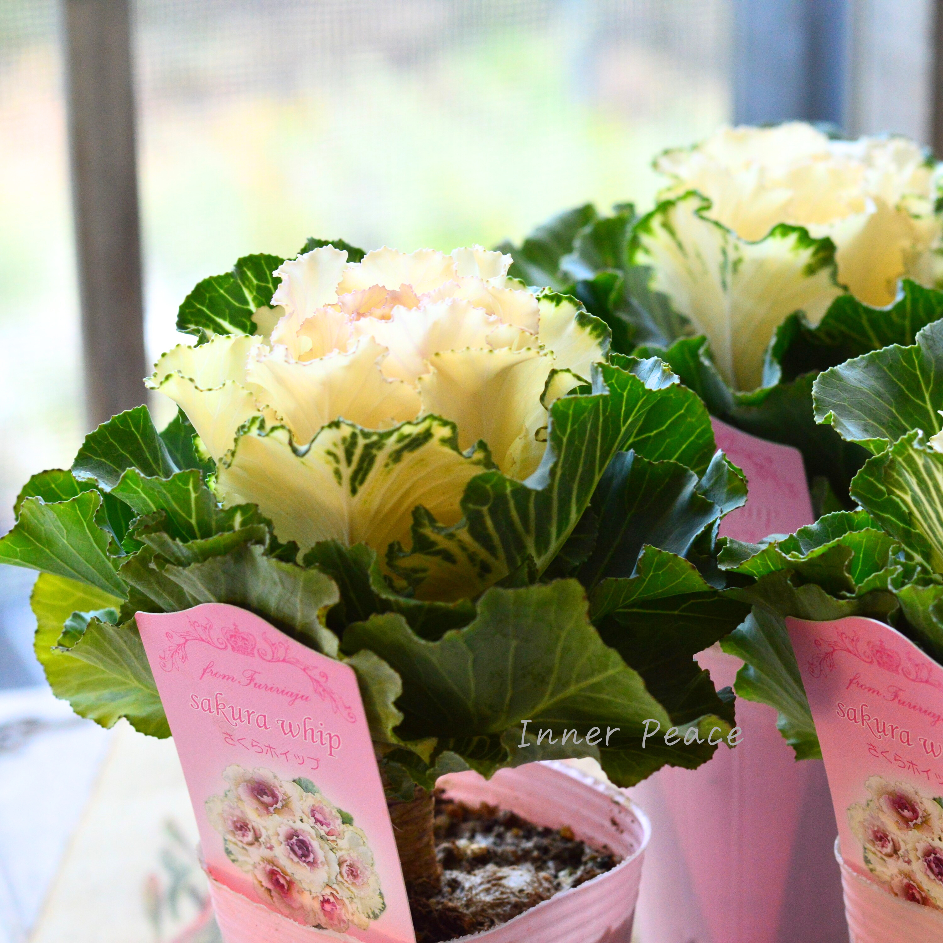 【かわいい】 葉牡丹 『さくらホイップ』 2.5寸ロングPOT