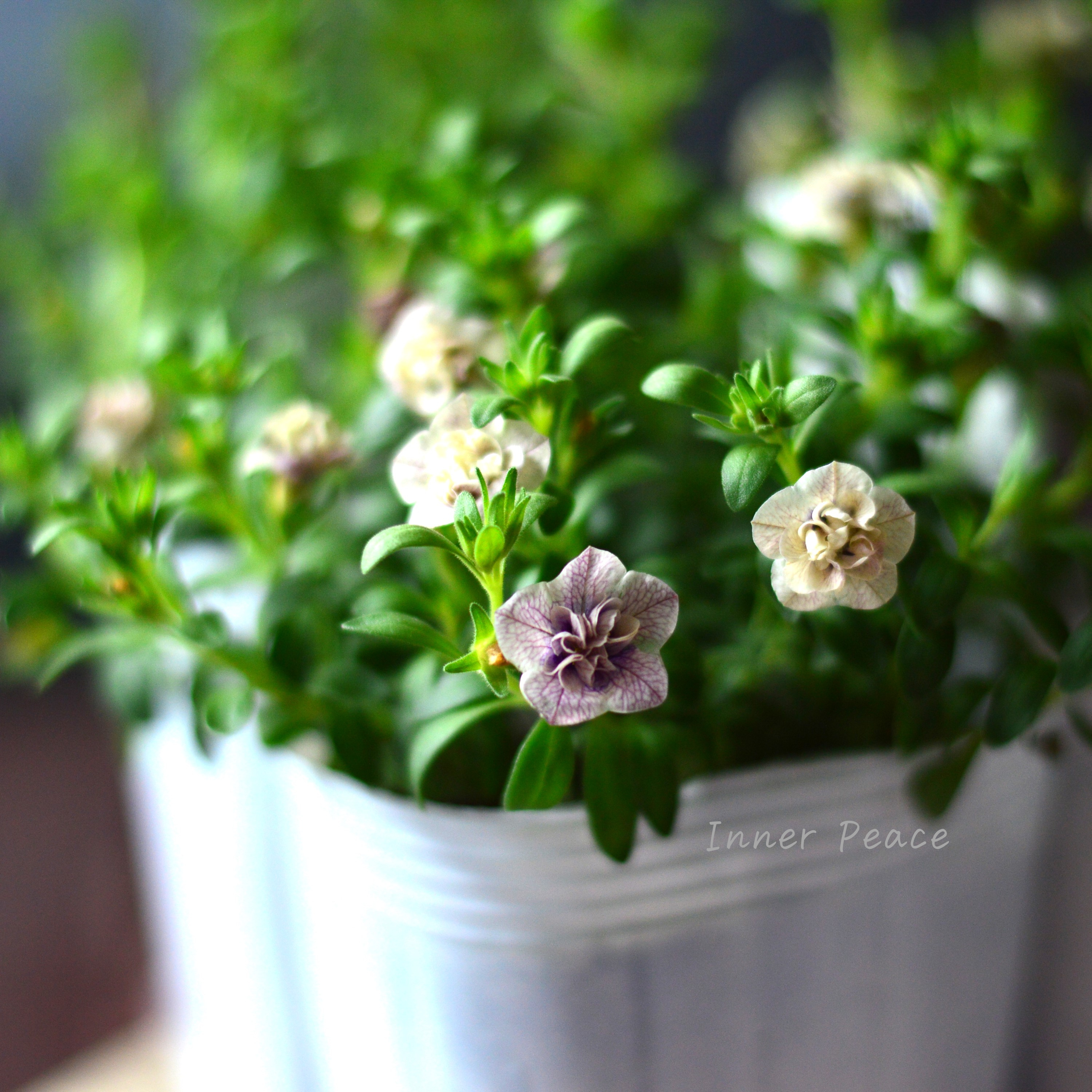 【希少】ナラフラさん カリブラコア 『紫紺のかごめ』 3寸ロングPOT