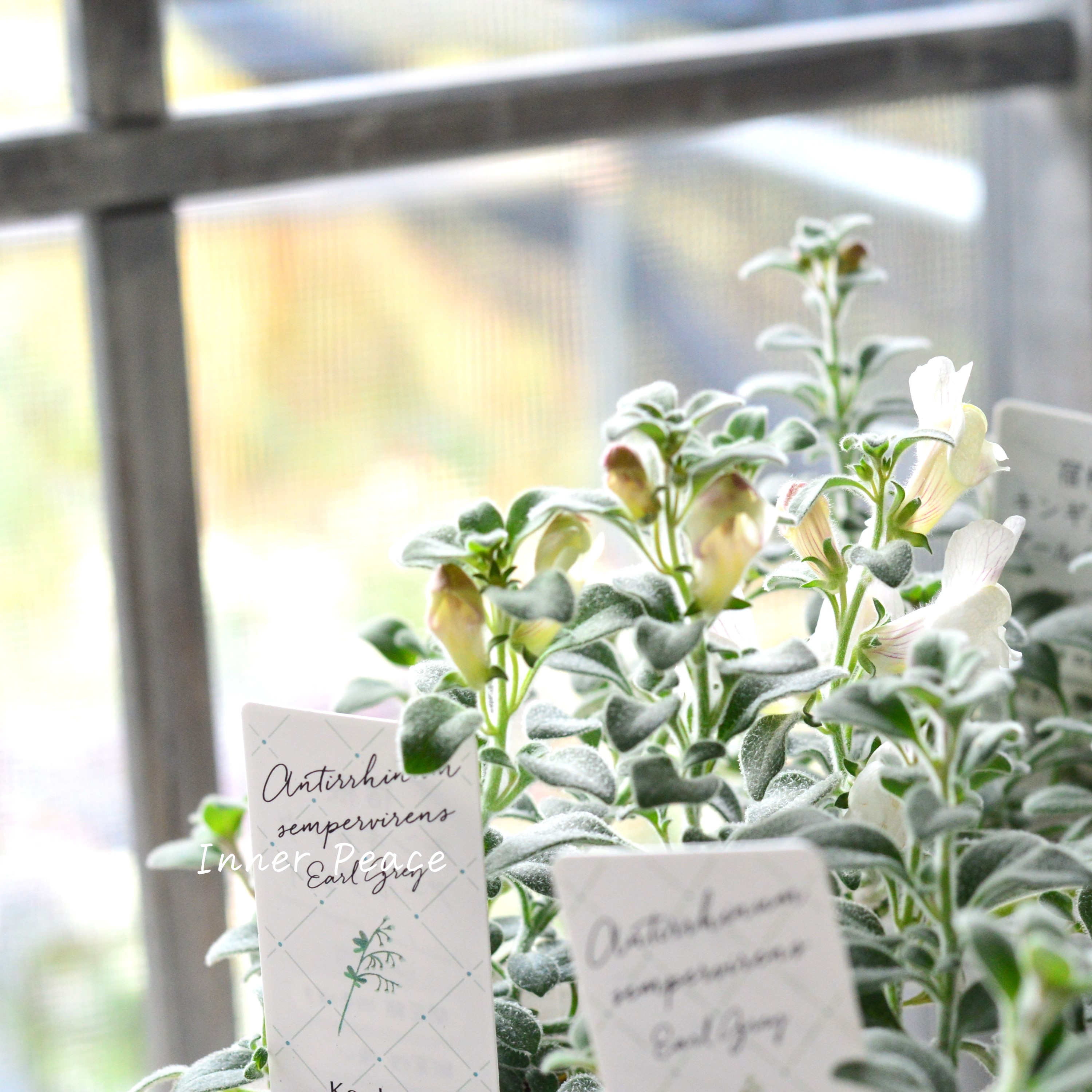 【シルバーリーフ】 キンギョソウ 『アールグレイ』 2.5寸POT