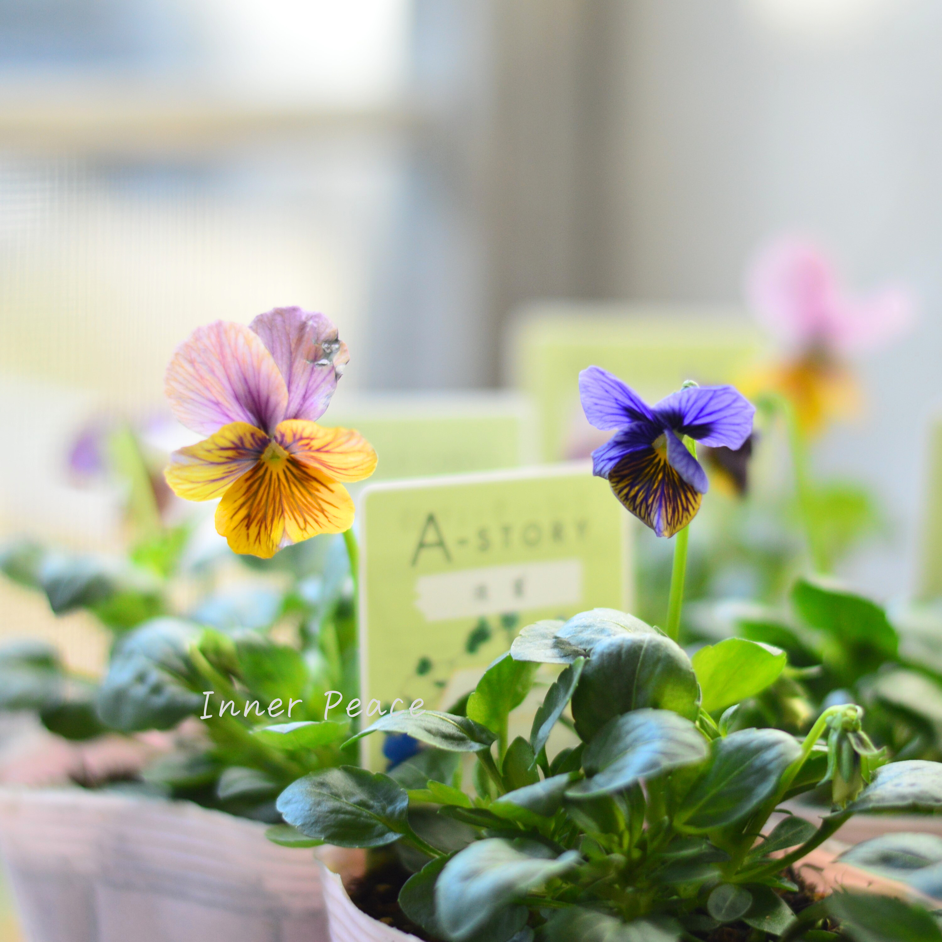 【石村あさみさん育種】 ビオラ 『A-STORY・流星』 3.5寸POT