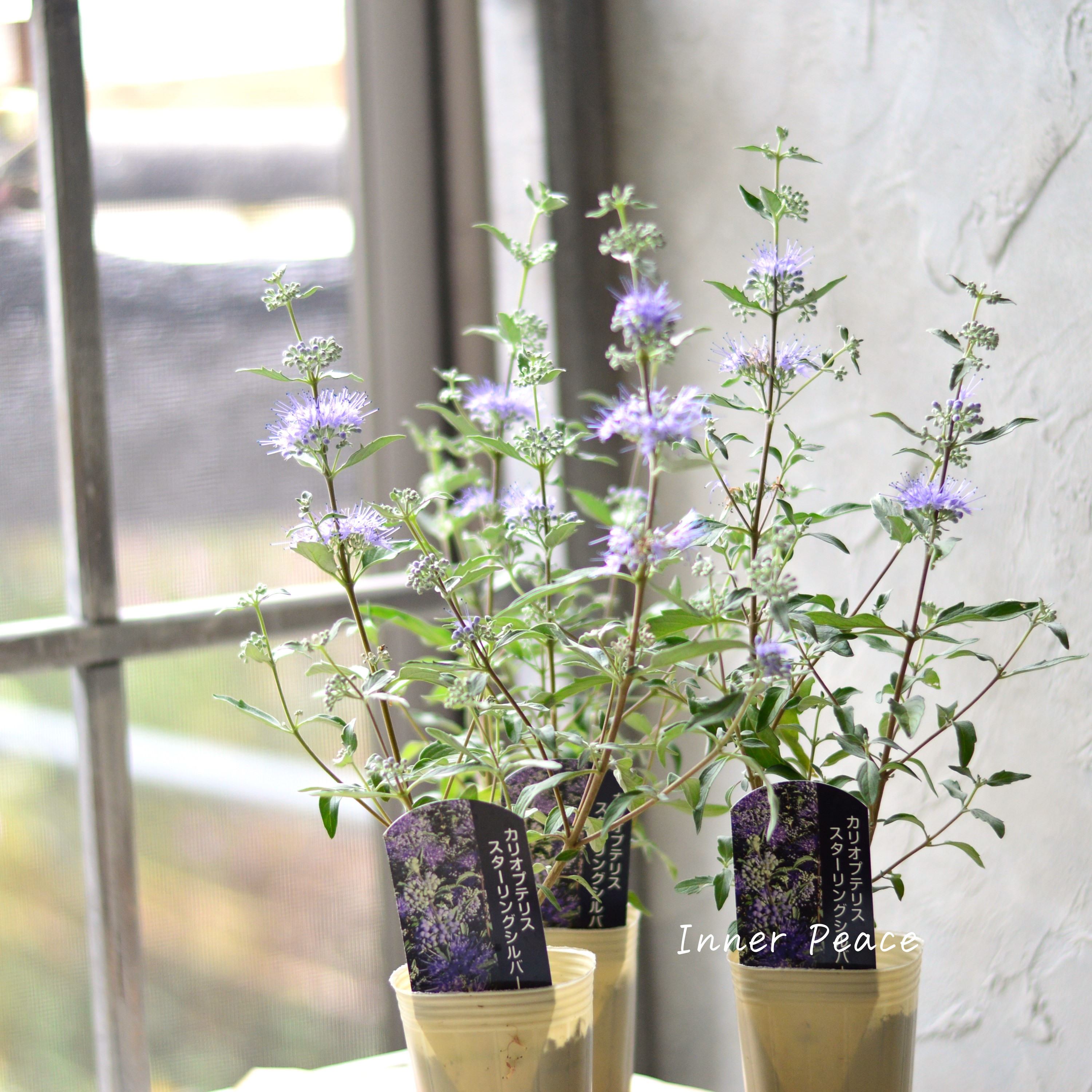 【宿根】 カリオプテリス 『スターリングシルバー』 3寸POT