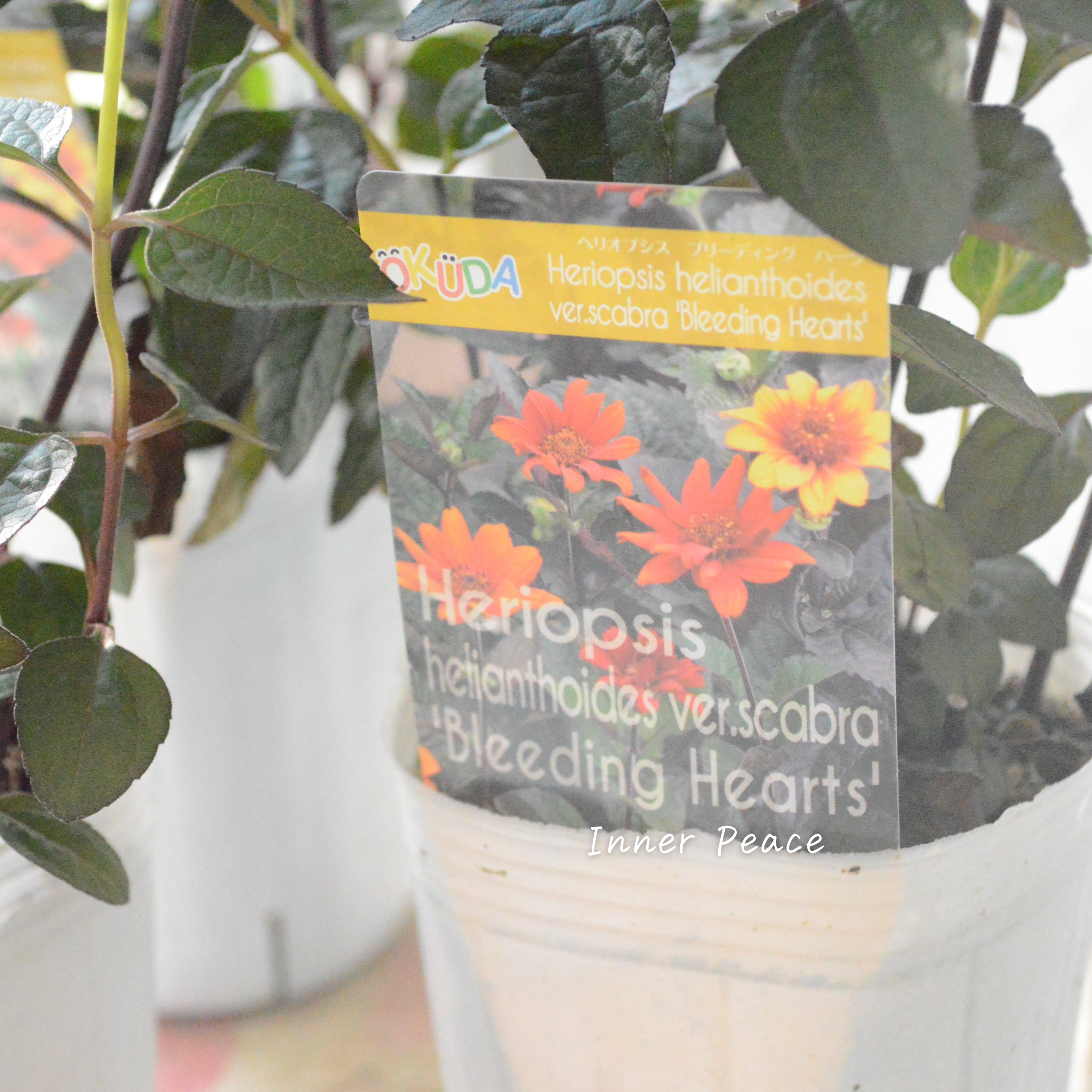 【開花期が長い】 ヘリオプシス 『ブリーディングハーツ』 3寸POT