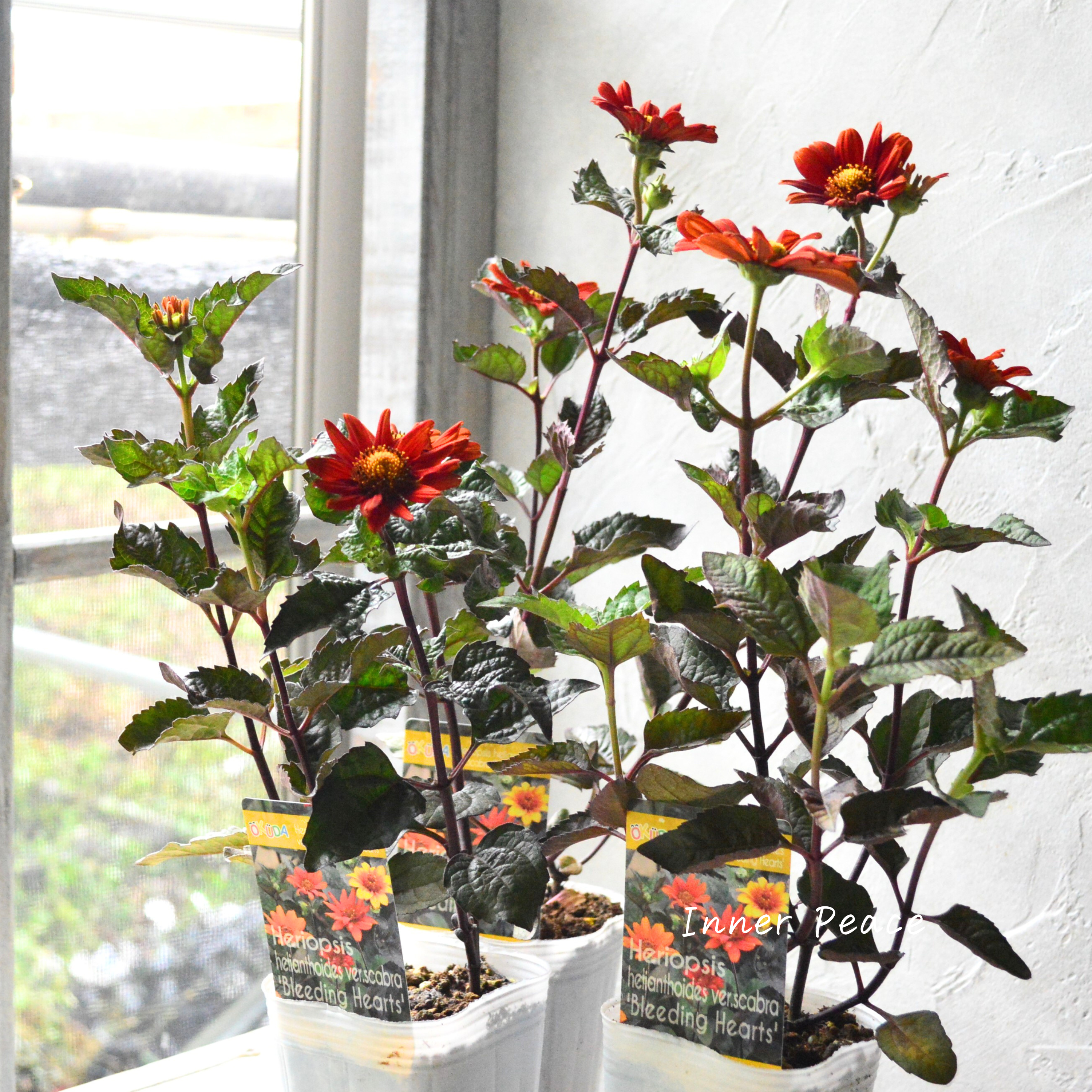 【開花期が長い】 ヘリオプシス 『ブリーディングハーツ』 3寸POT