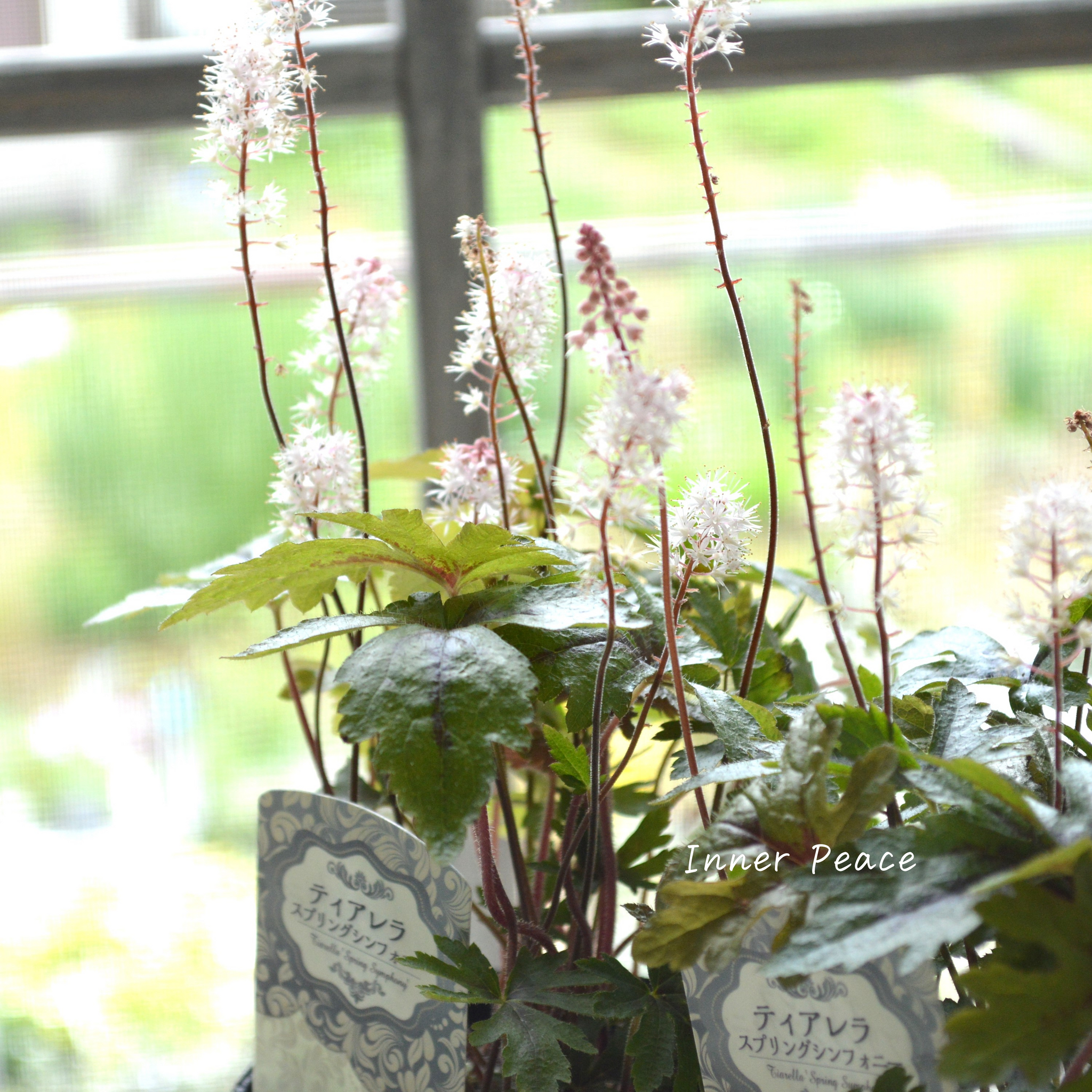 ティアラスプリングシンフォニー 楽天市場】ティアレラ 'スプリング シンフォニー' : おぎはら植物園