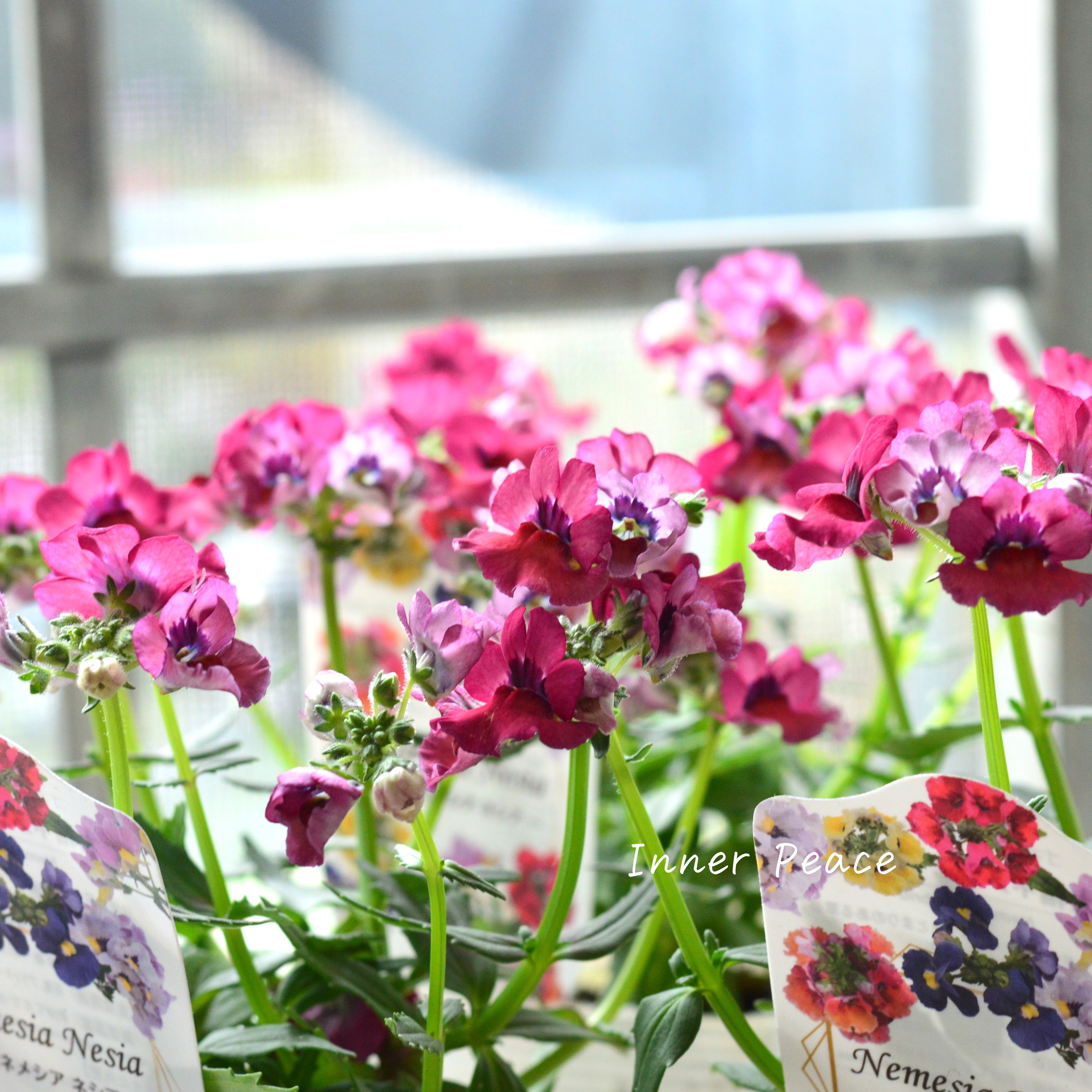 【宿根】 大輪ネメシア・ネシア 『マゼンタ』 3.5寸POT