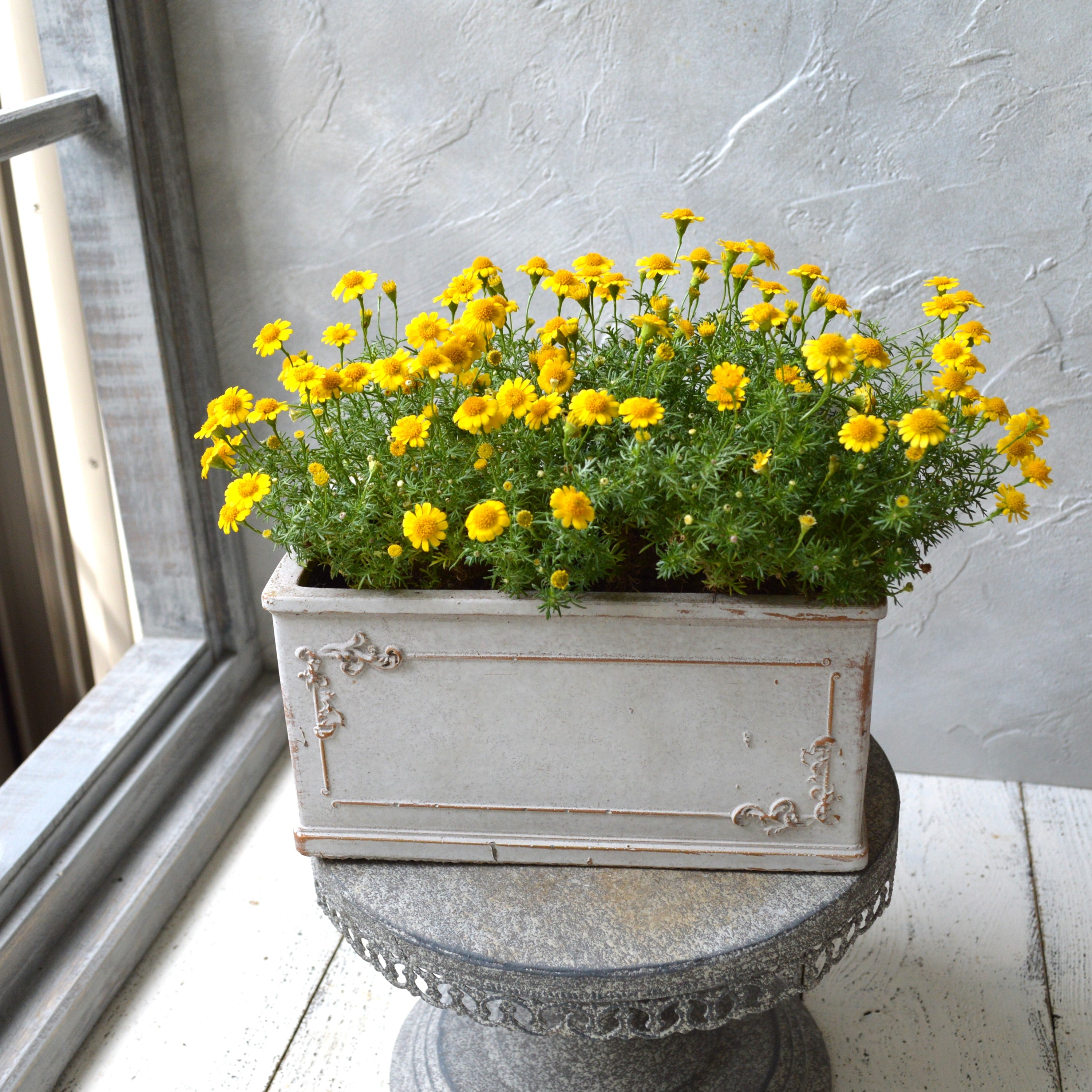 【小花がかわいい】ダールベルグデージー 3寸POT