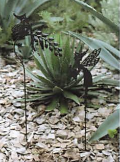 【COVENT GARDEN】 ティンクピック2点セット (XB-23)