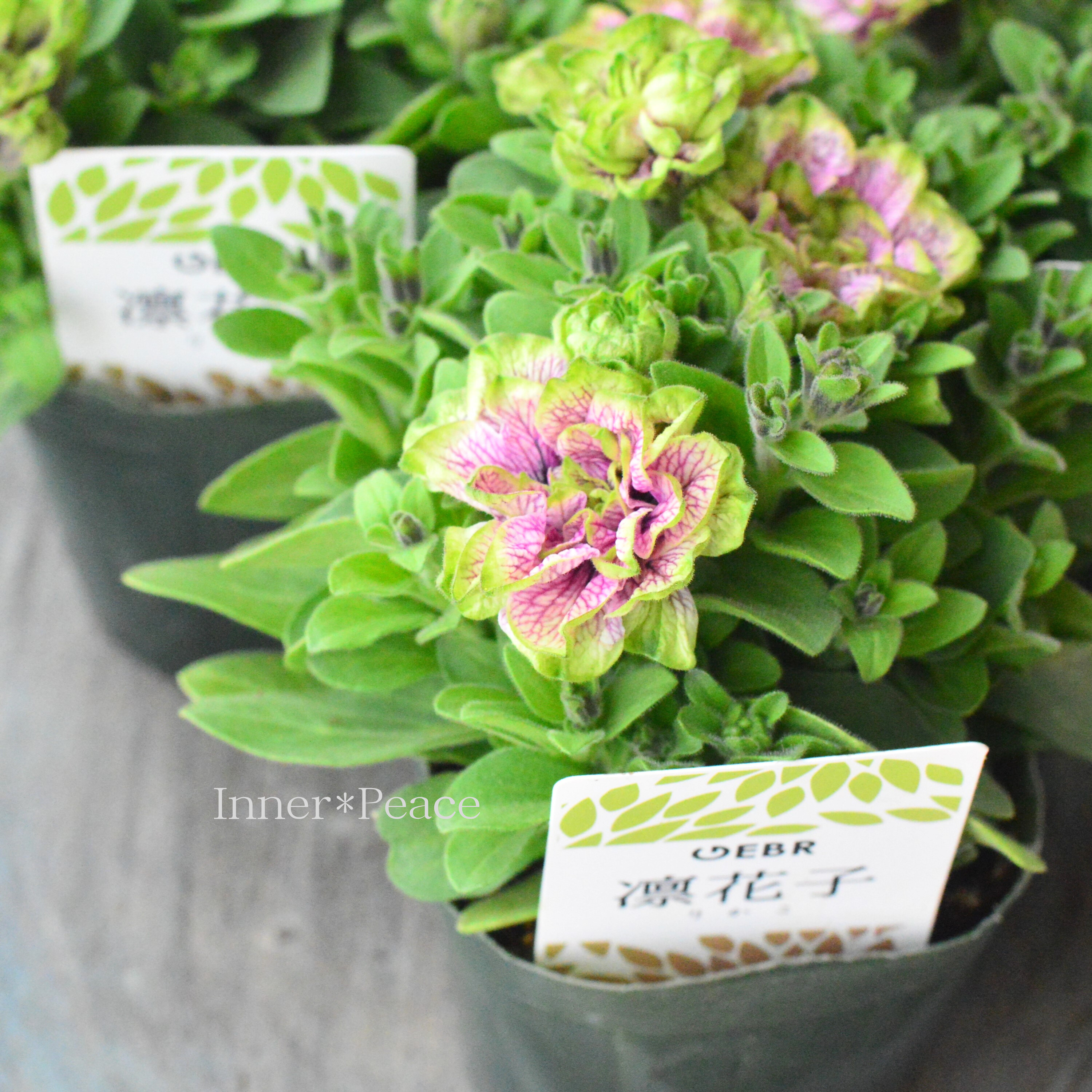 【ゲブラさんオリジナル】 八重咲きペチュニア 『凛花子』 3.5寸POT