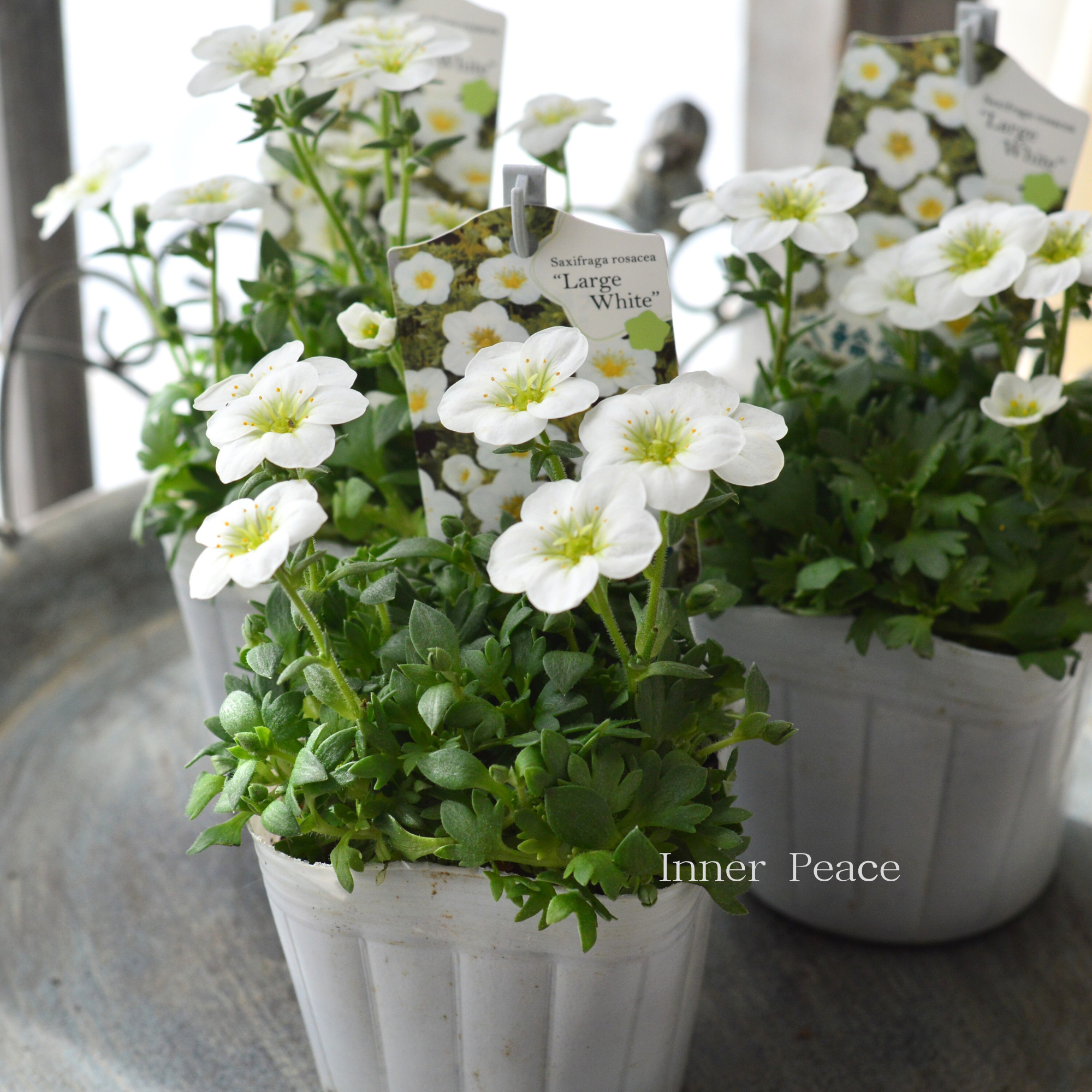 【寒さに強い】 クモマグサ(雲間草) 『ラージタイプ ホワイト』 3寸POT