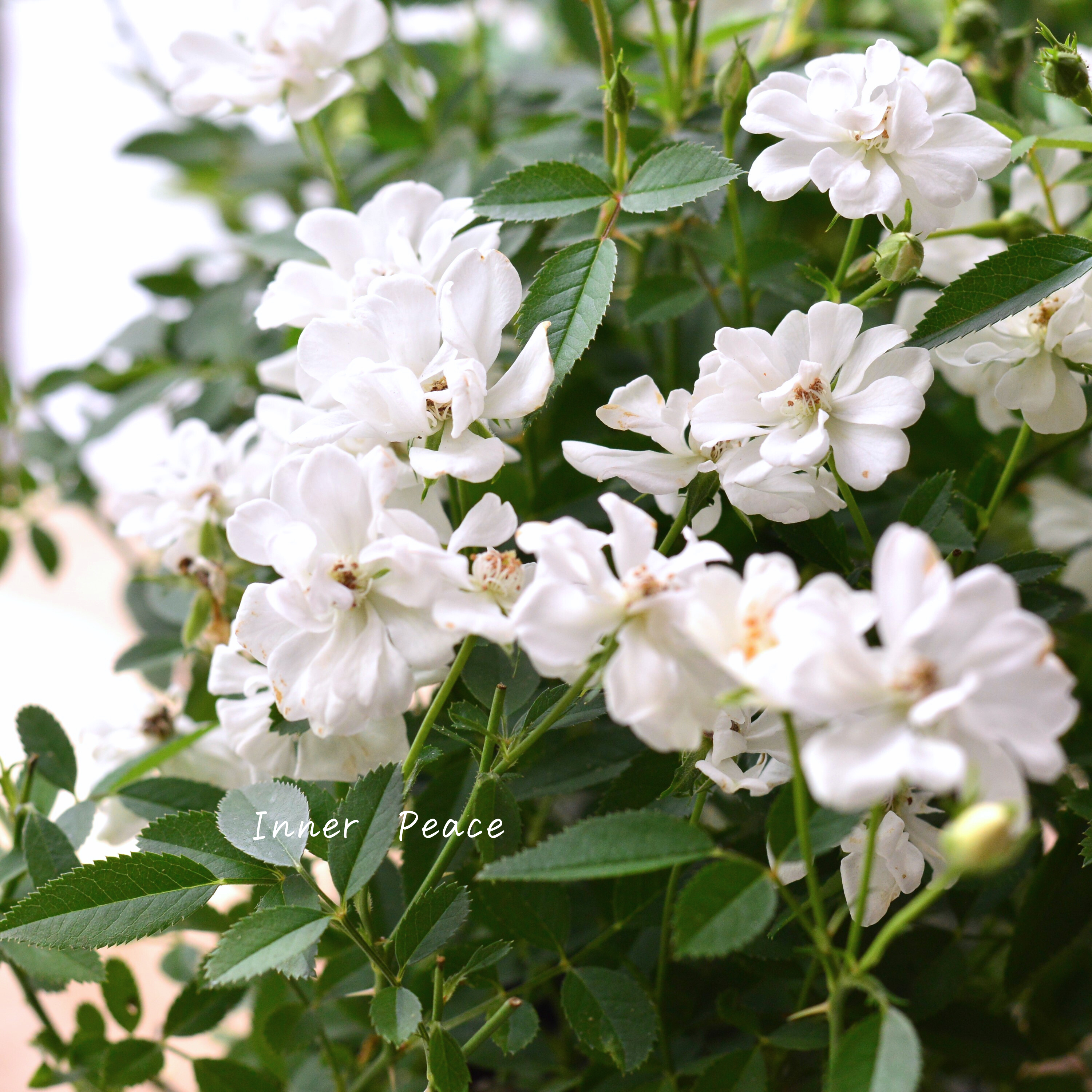 【四季咲き】 ミニ薔薇 『レンゲローズ・白』 3寸POT