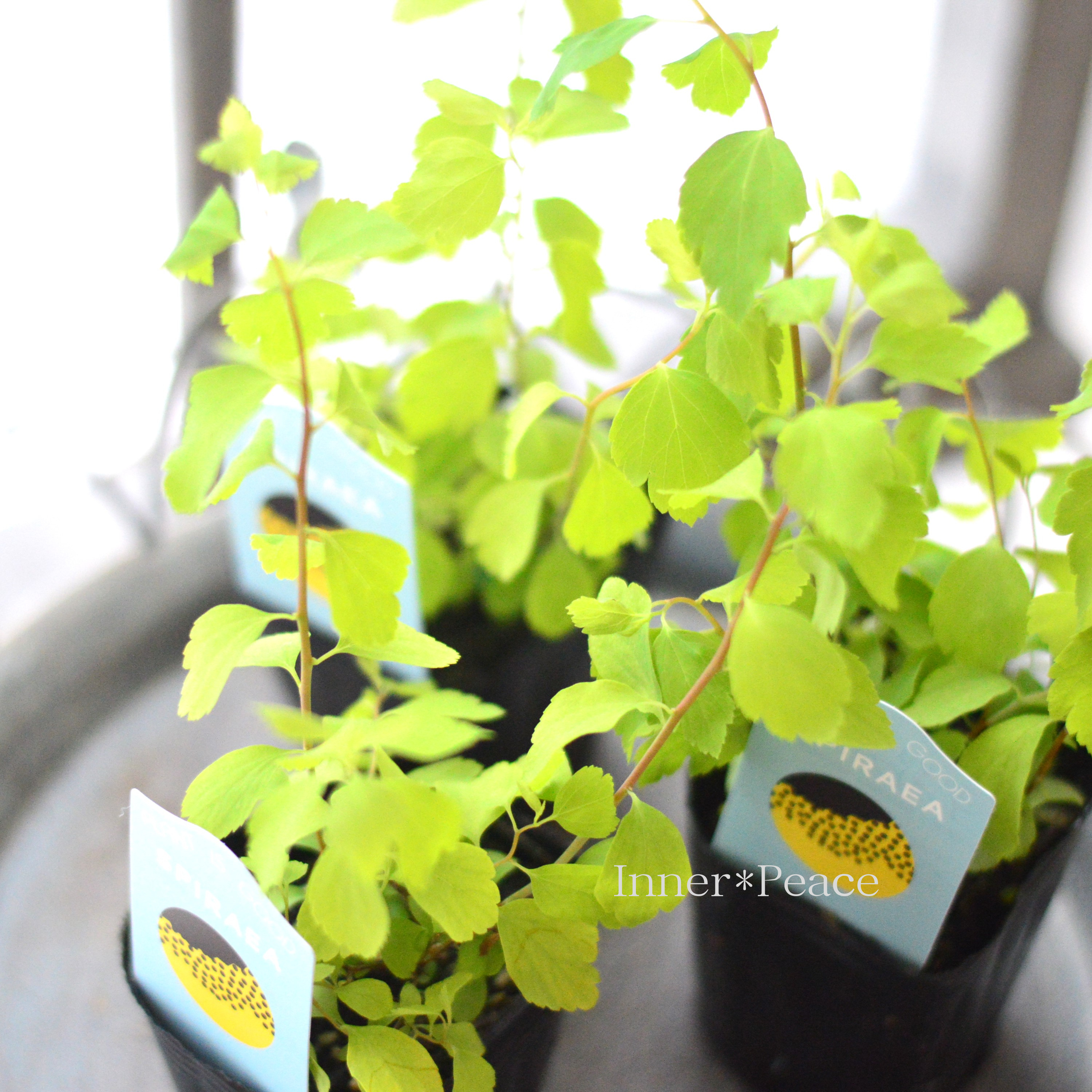 【美しい】 こでまり 『ゴールドファウンテン』 3寸POT