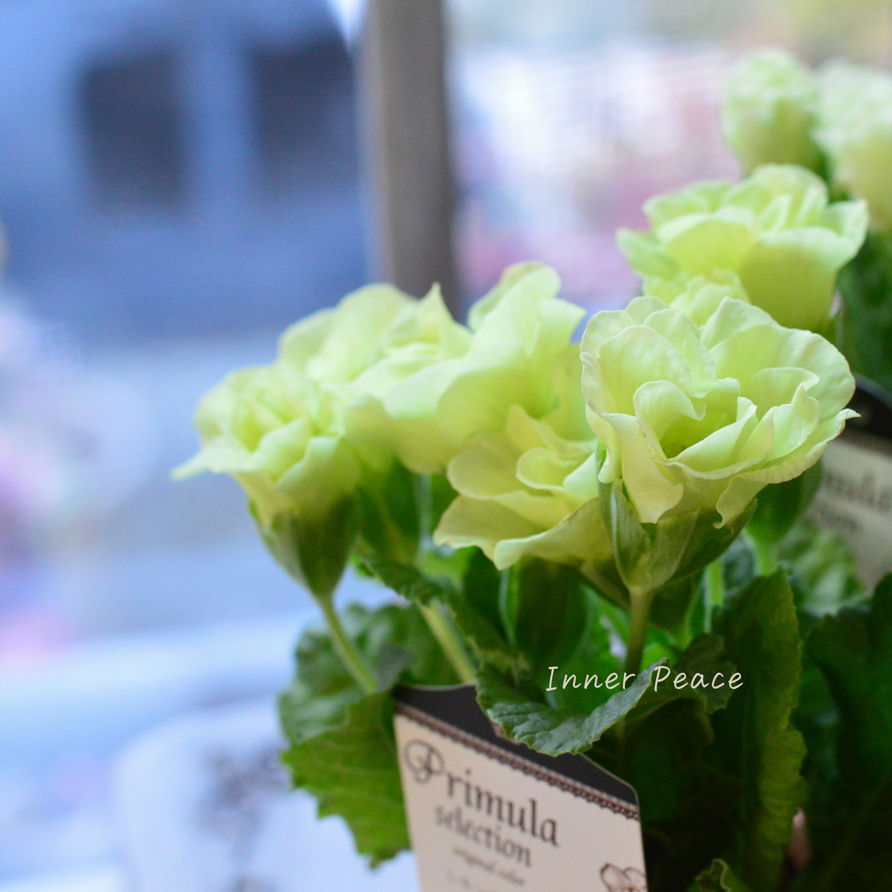 【k-plantsさん】 バラ咲き プリムラ 『レモンライム』 2.5寸ロングPOT