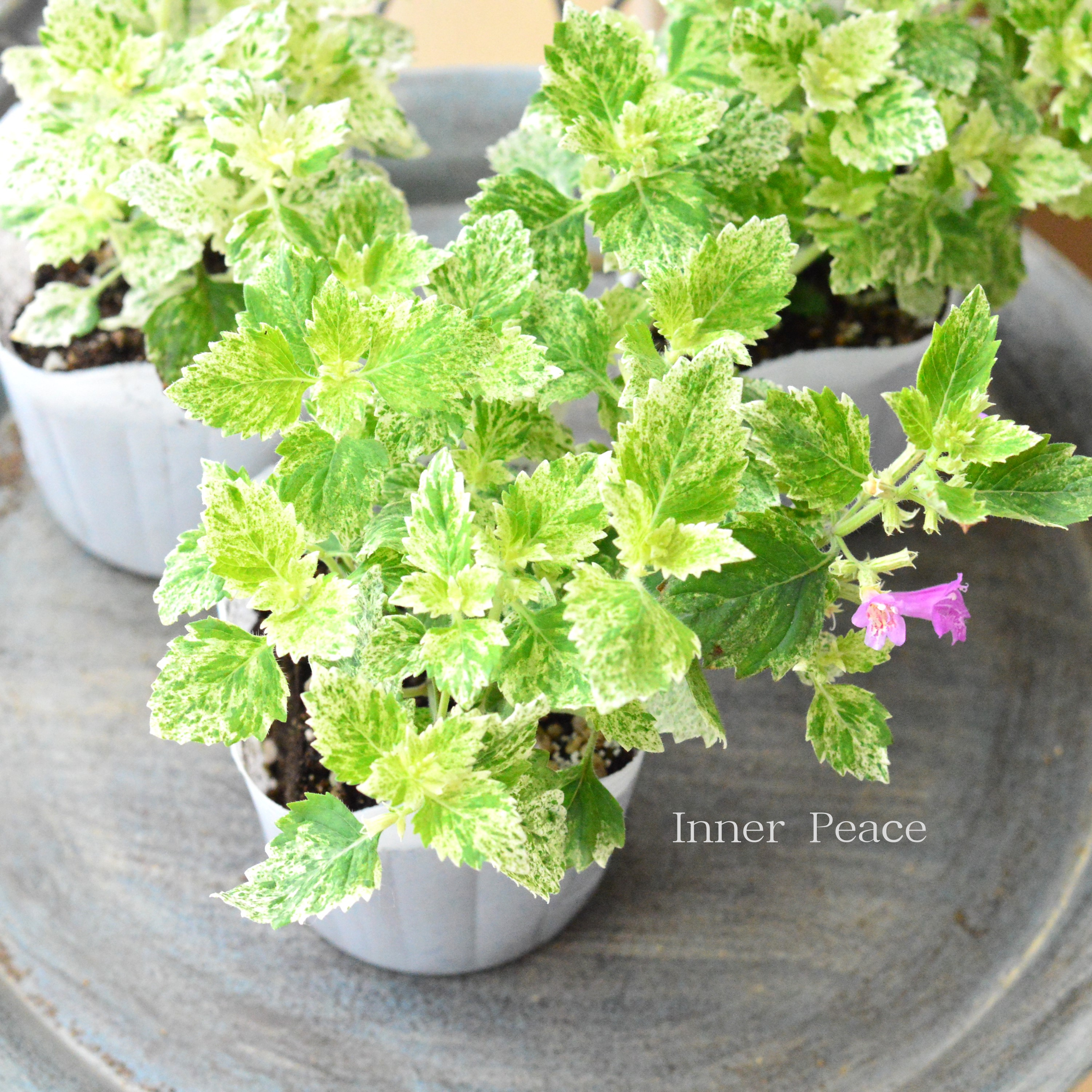 【斑入り】 カラミンサ 『グランディフローラ』 3寸POT