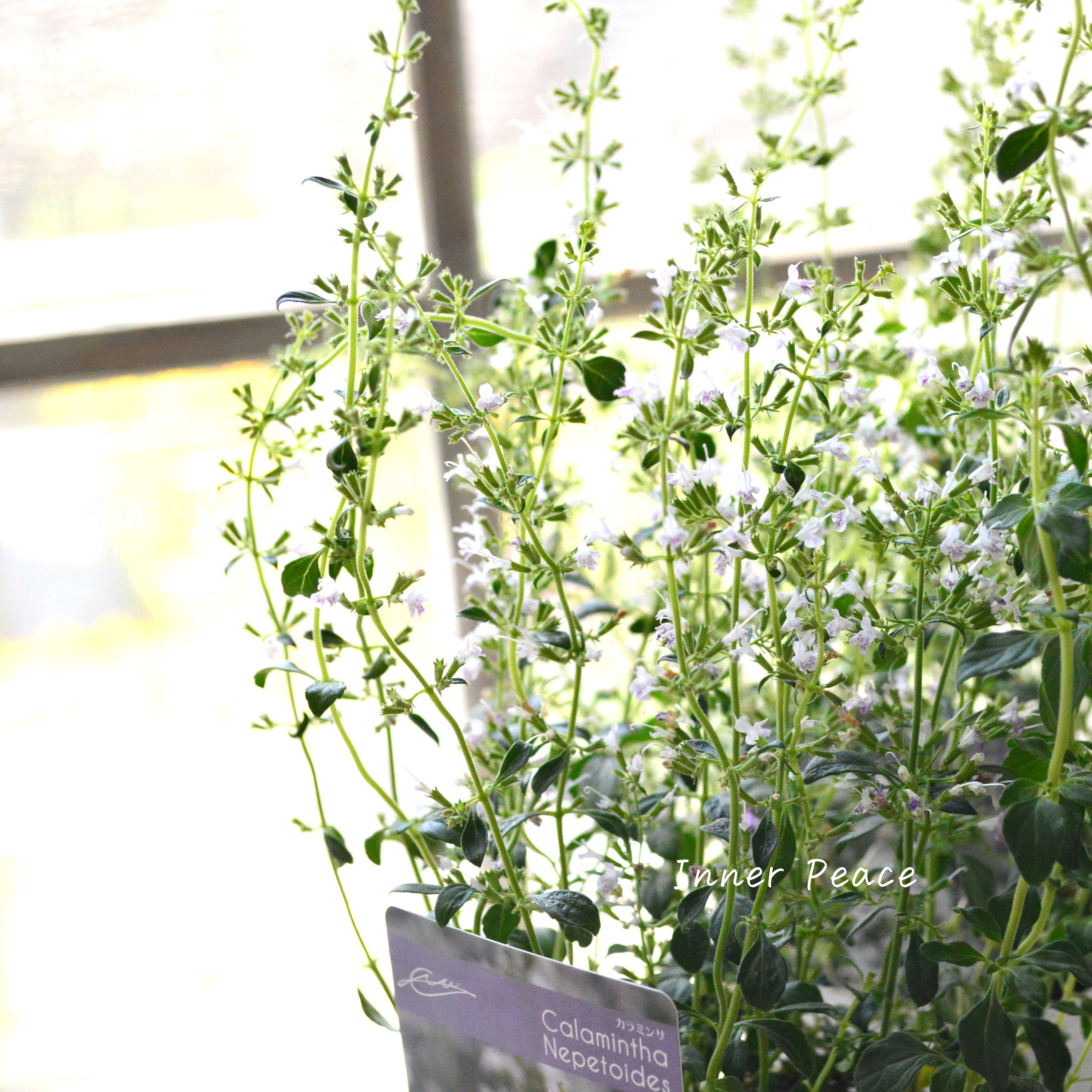 【宿根】 カラミンサ 3寸ロングPOT