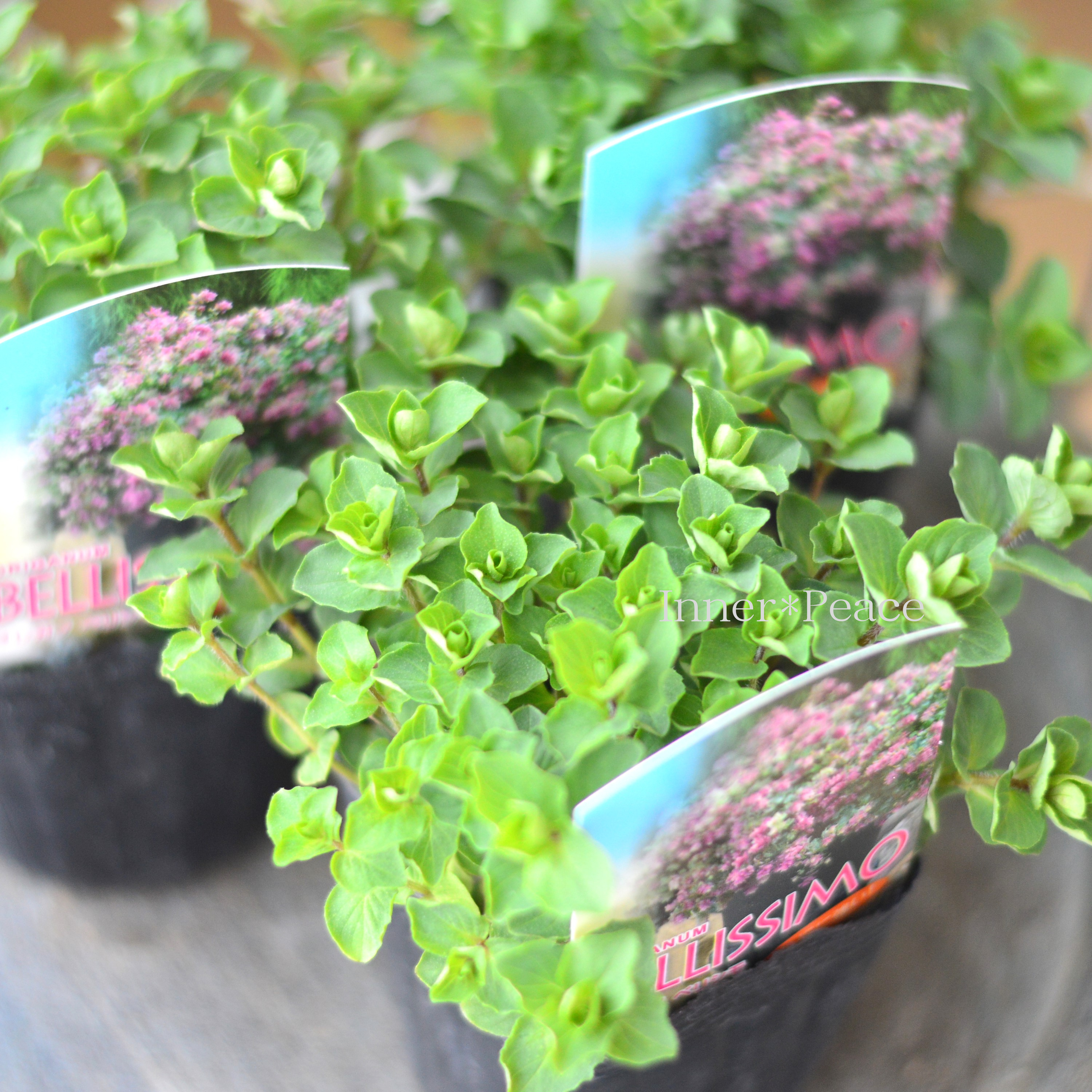 【人気】 オレガノ 『ベリシモ』 3寸POT