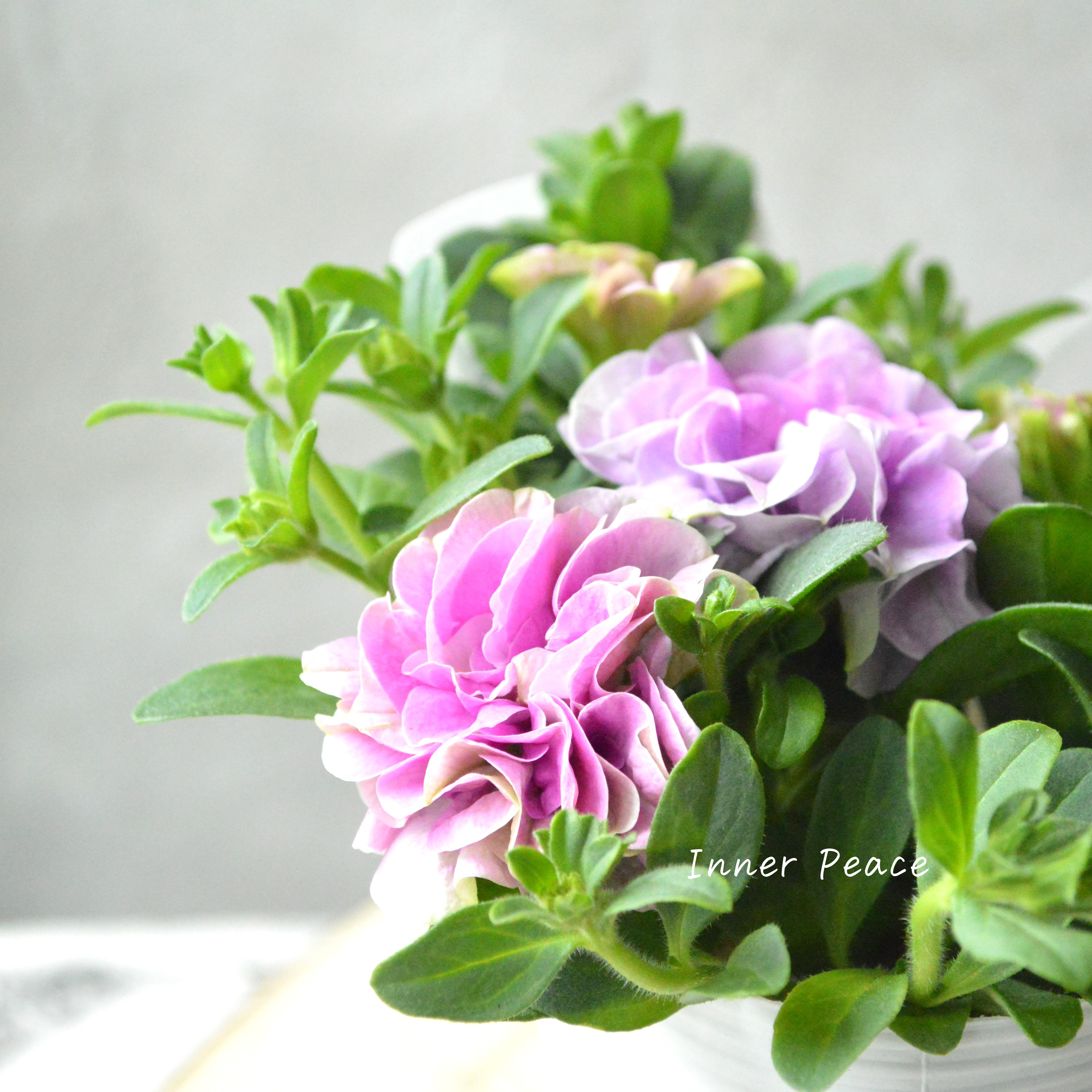 【花日和さんオリジナル】 栄養系ペチュニア 『ベルチャーム・ミシェル』 3.5寸POT