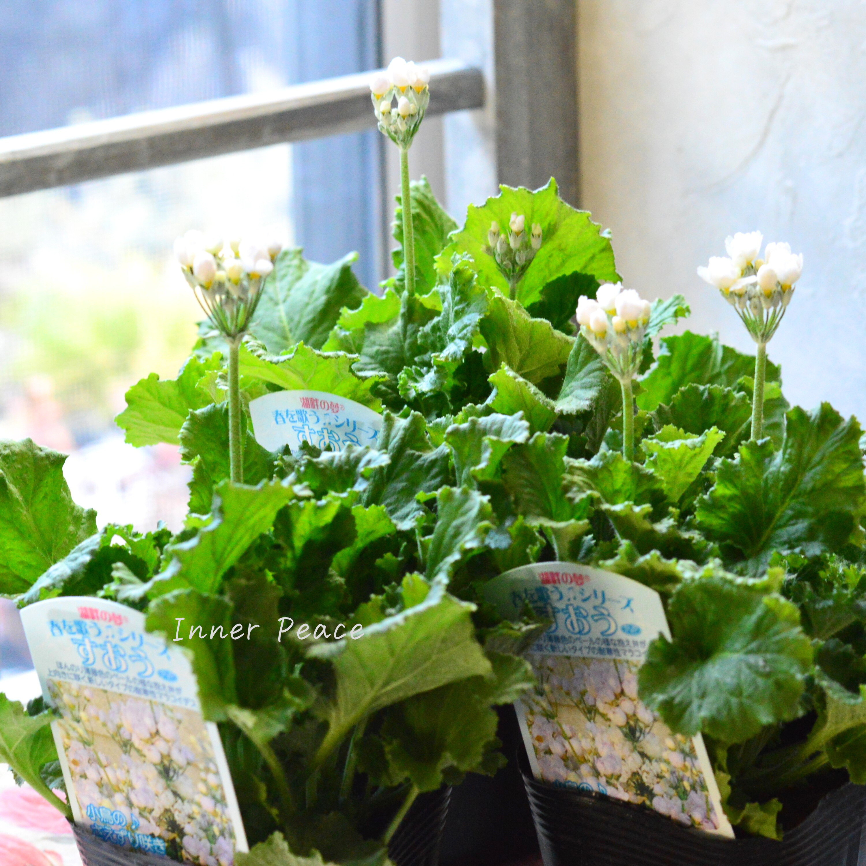 【美しい】 プリムラ マラコイデス 『すおう』 3.5寸POT