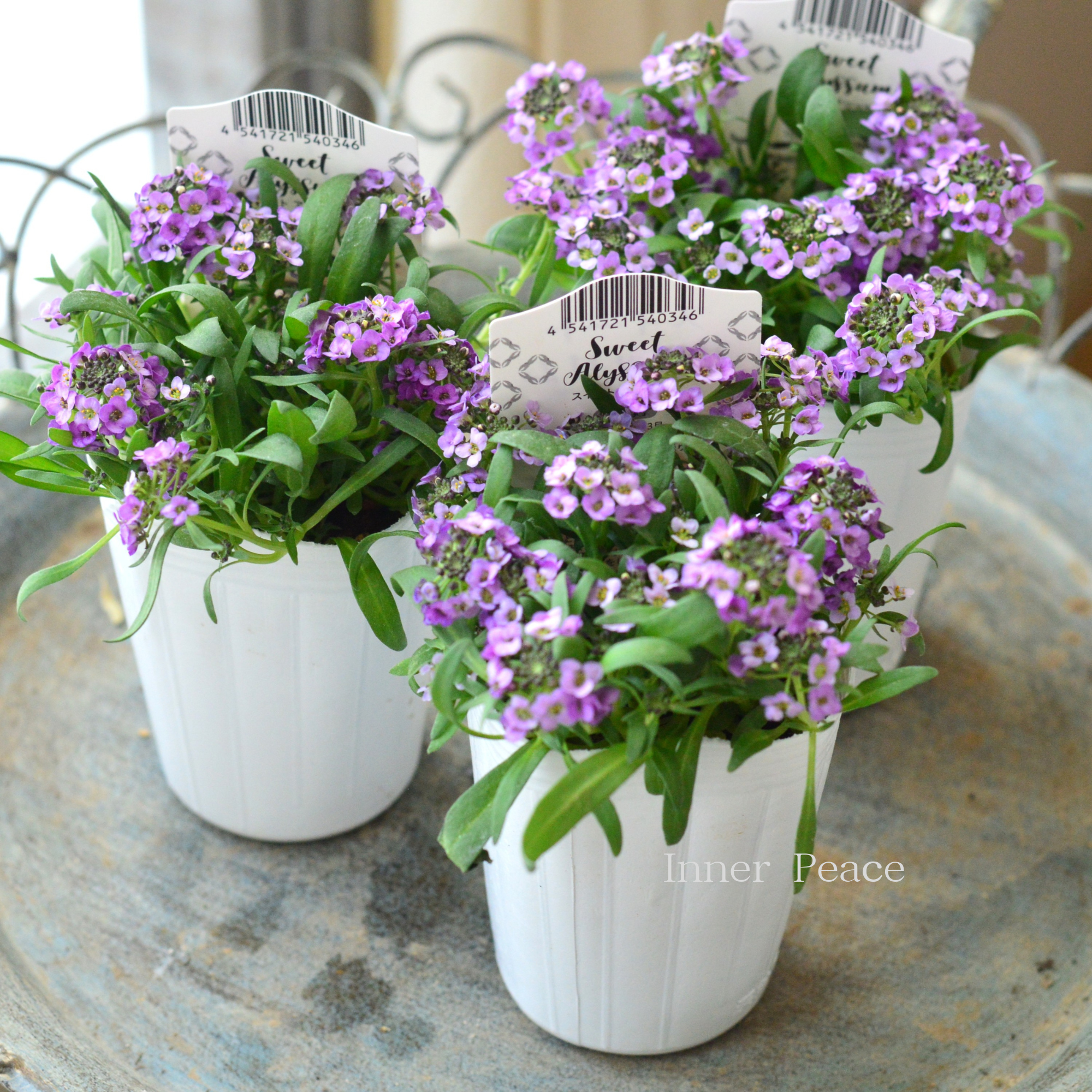 【かわいい】 スイートアリッサム 『アルーレ・ラベンダー』 2.5寸POT