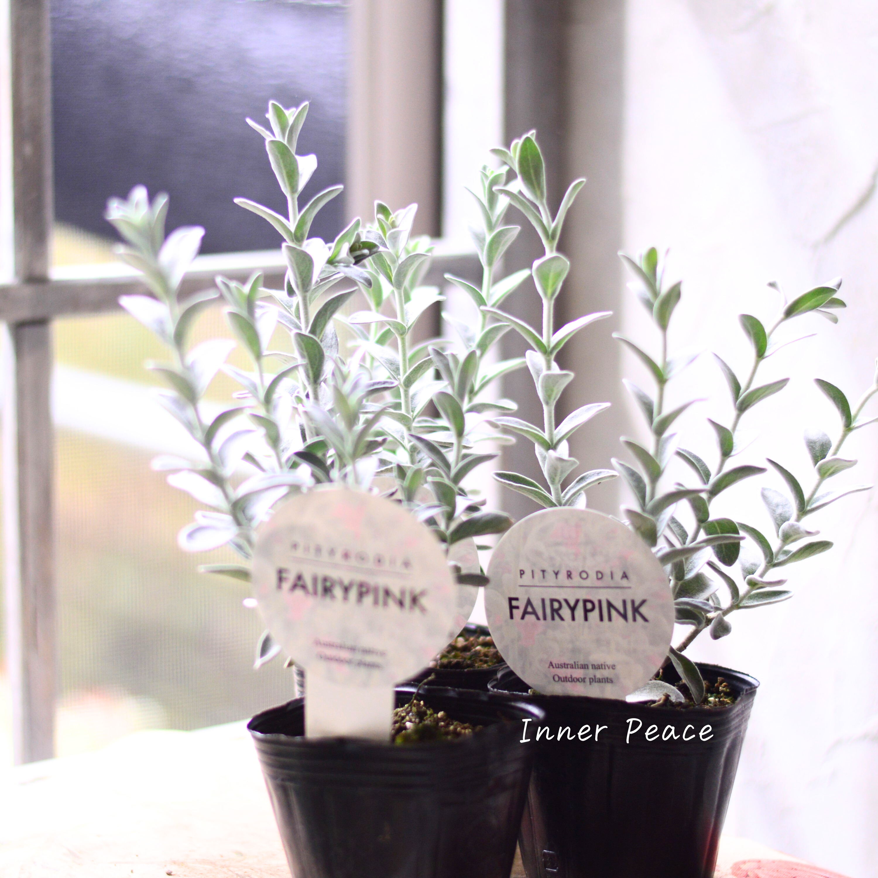 【常緑低木】 ピティロディア 『フェアリーピンク』 3寸POT