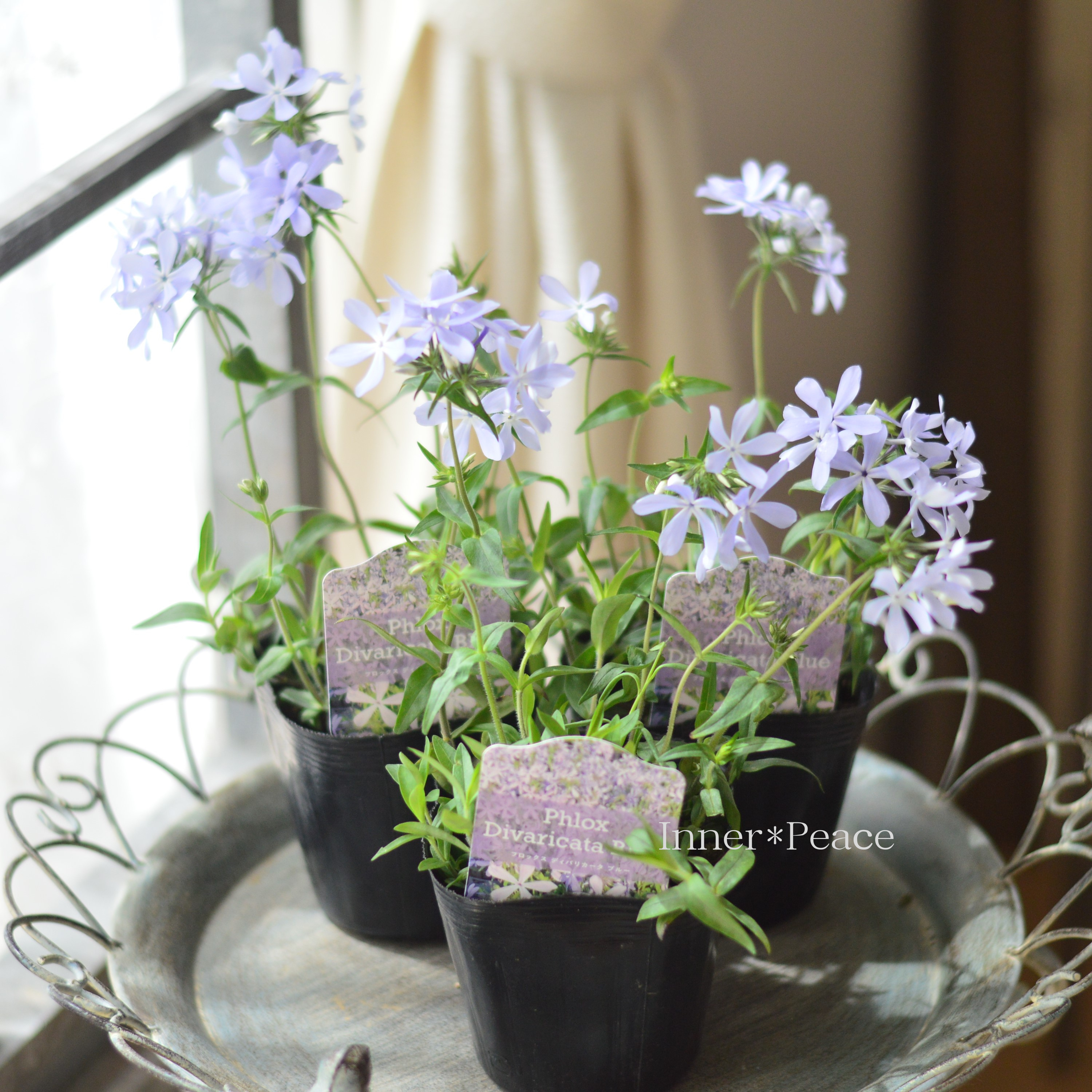 【宿根草】 フロックス 『ディバリガータ・ブルーパフューム』 3寸POT