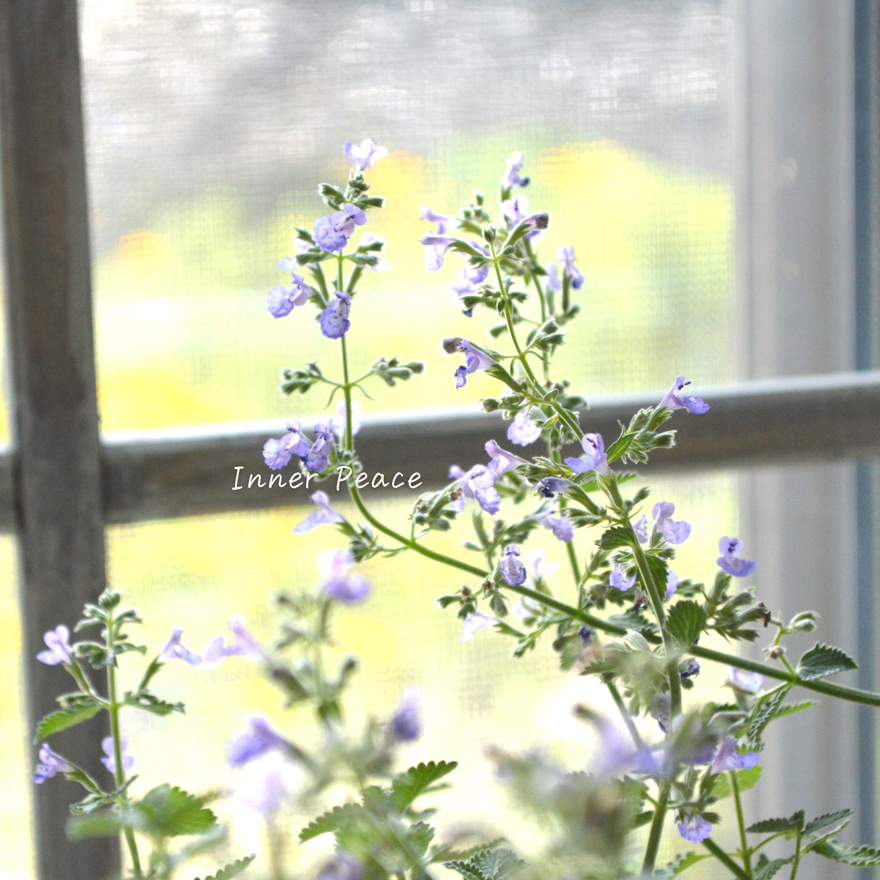 【宿根】 カラミンサ 『薄パープル』 2.5寸POT