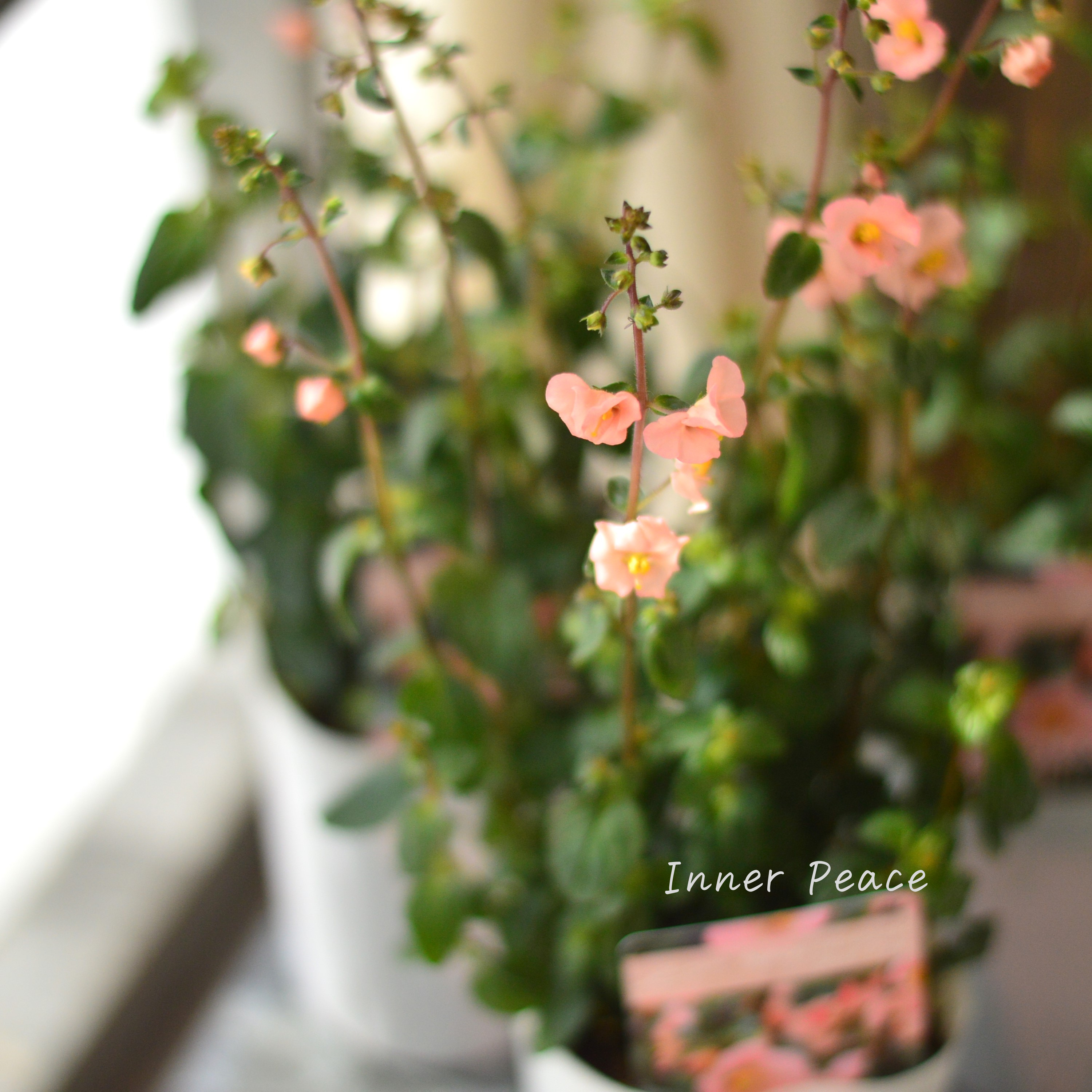 【開花期が長い】 アロンソア 『シェルピンク』 3寸ロングPOT