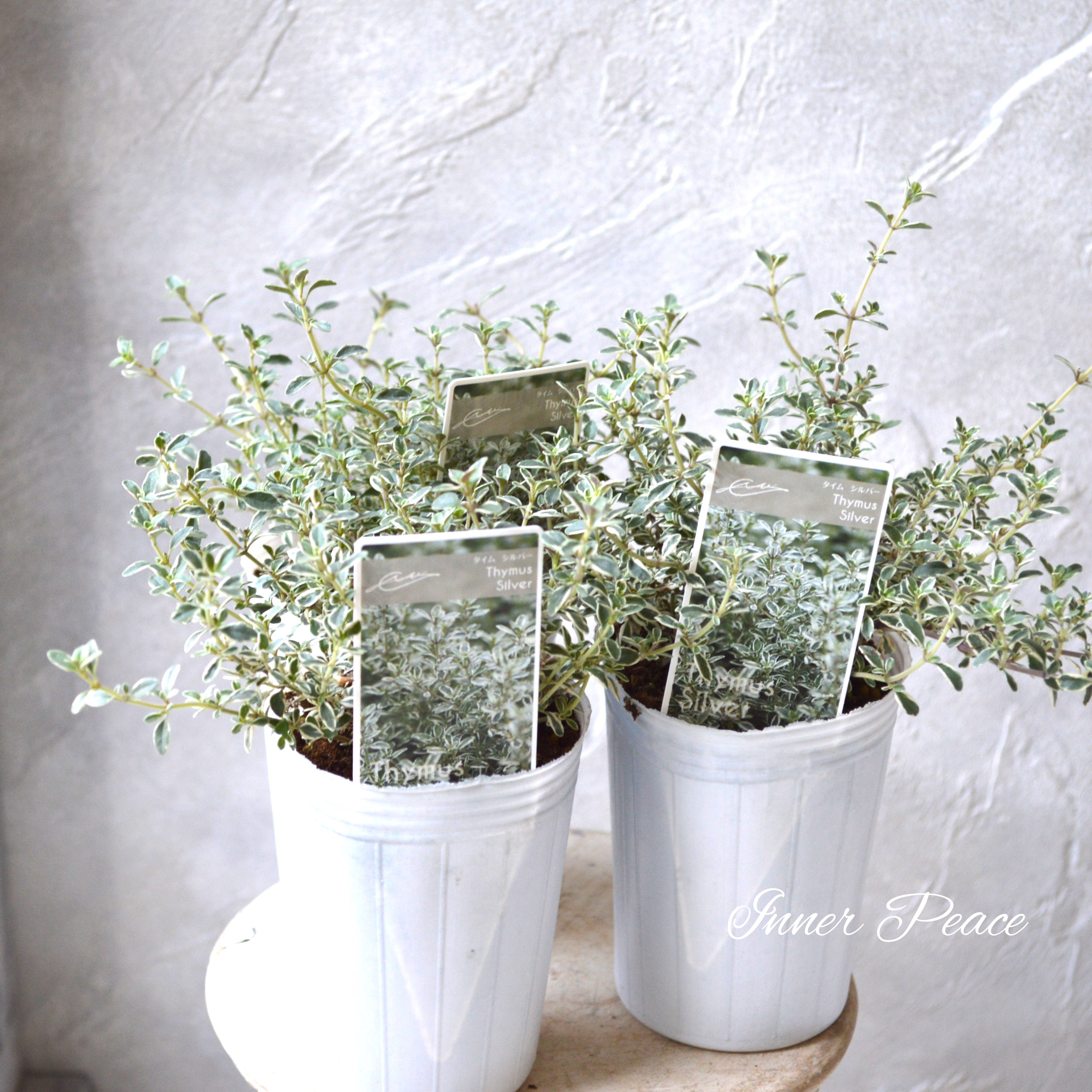 【寄せ植えに】 シルバータイム 2.5寸ロングPOT